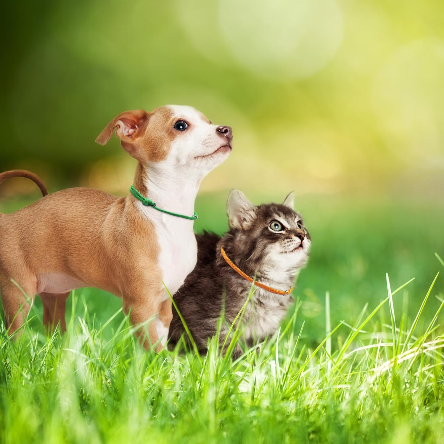 JJWNMLL 16Pcs Puppy ID Collars,Newborn Kitten Collars, Soft Polyester Collars Adjustable Puppy ID Bands Identification Puppy Collar for Dog Kitten Newborn Pet Identification,Multi Coloured (S,12-20CM)