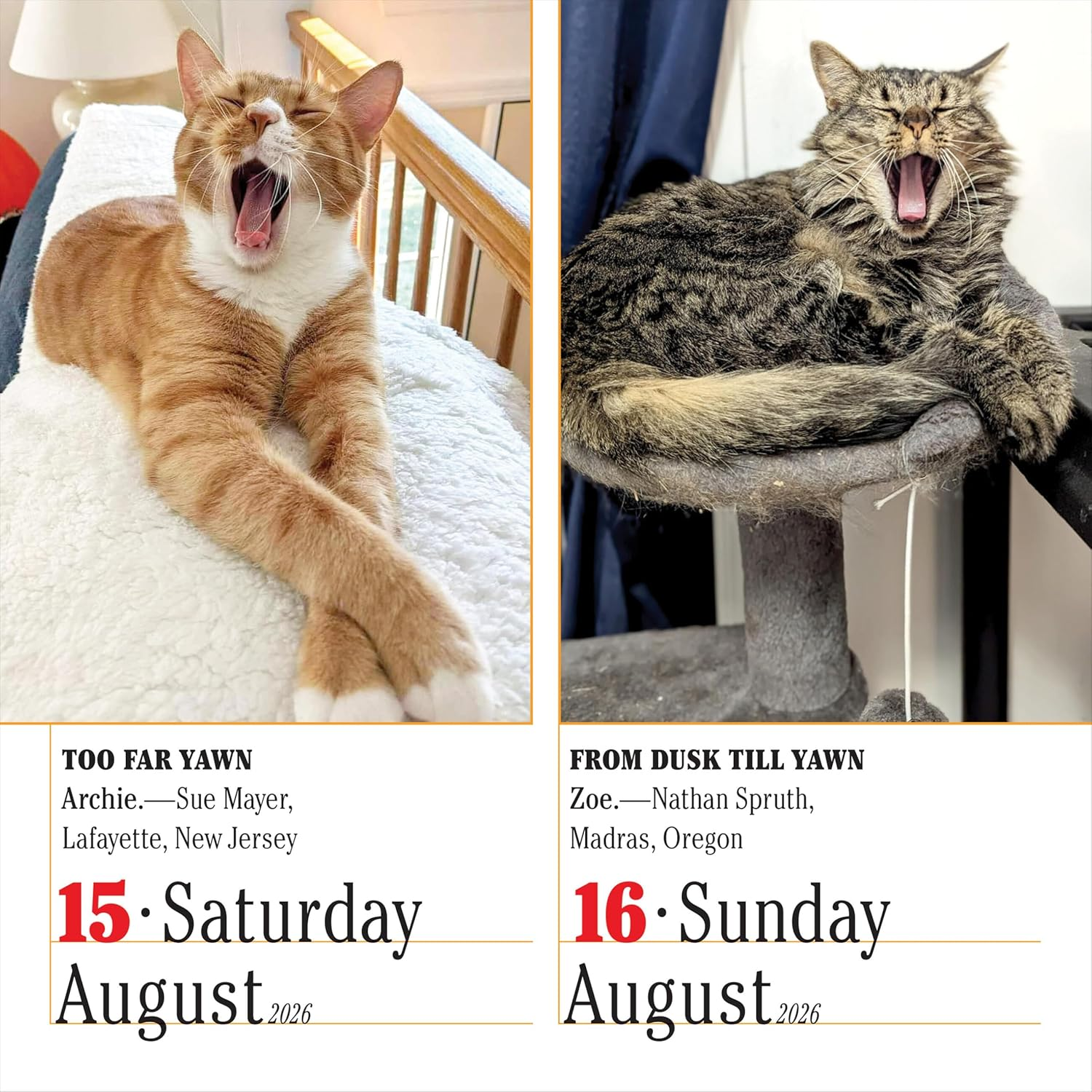 365 Cats Page-A-Day Calendar 2026