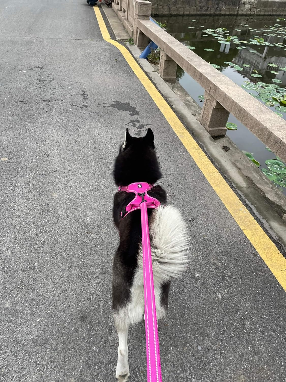 Reflective Dog Leash Puppy Walking Lead, Padded Pet Chain Rope，Length 200Cm Truelove Tll2111(Fushcia,M) image number 6