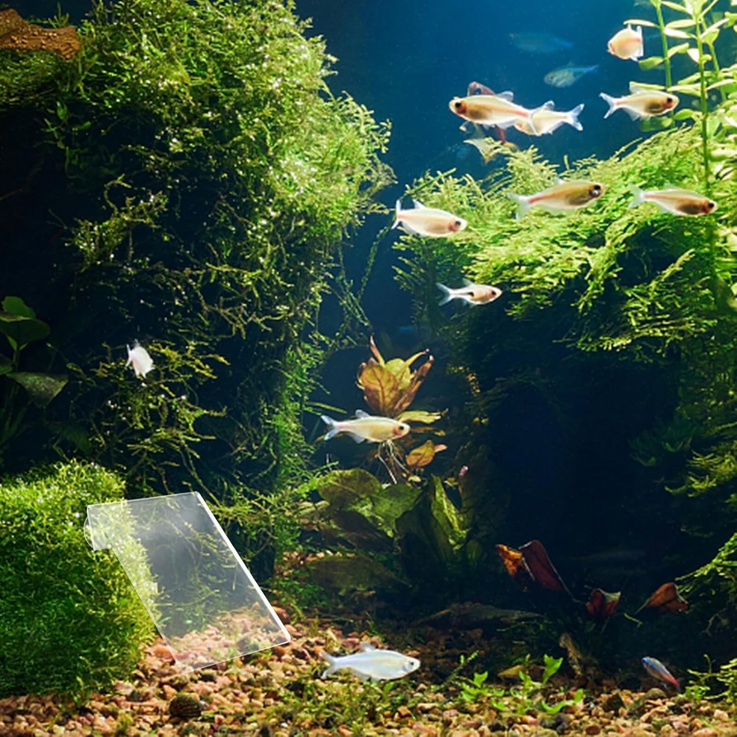 BELLIFFY Fish Breeding Plate with Suction Cups for Fish Tank Nursery Removable Spawning Surface and Shrimp Acrylic Hatchery Incubator for Aquatic Pets image number 2