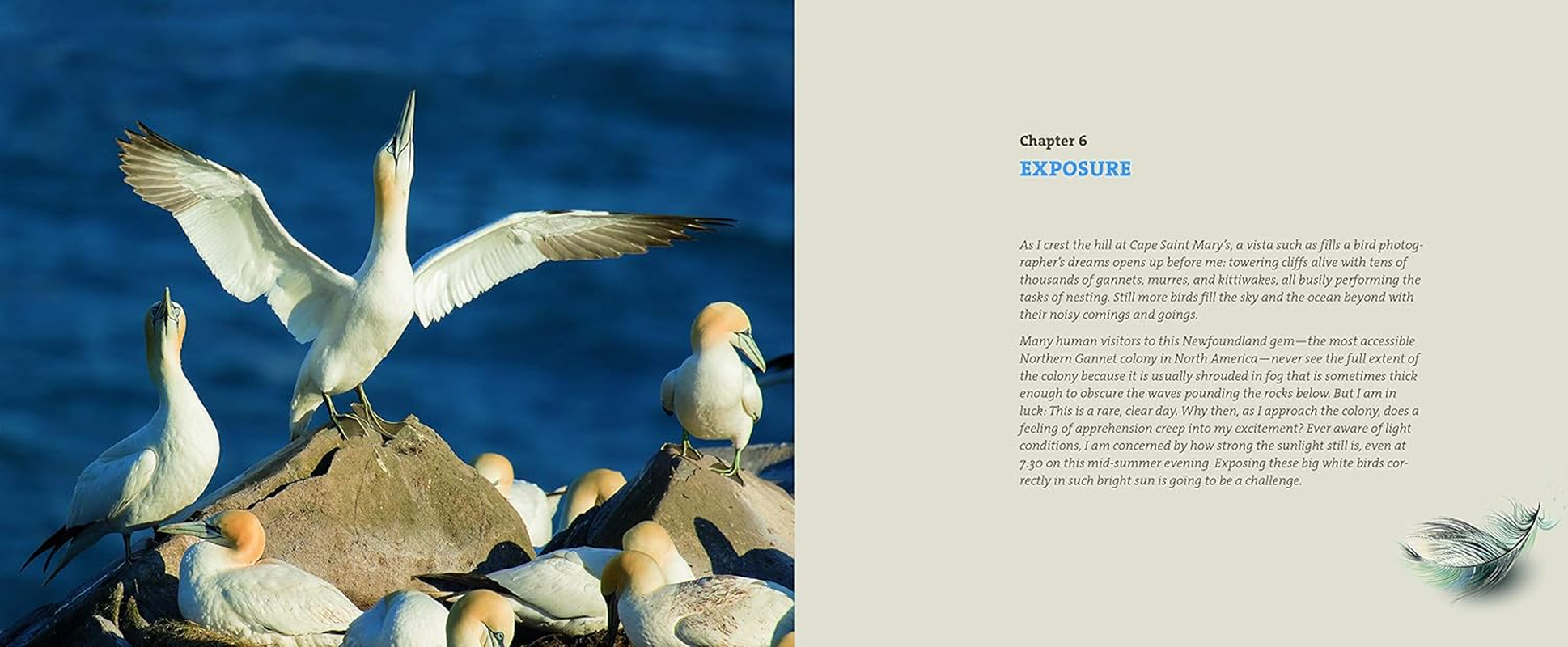 Mastering Bird Photography: the Art, Craft, and Technique of Photographing Birds and Their Behavior image number 3