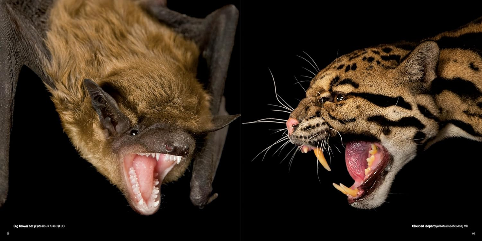 National Geographic the Photo Ark: One Man'S Quest to Document the World'S Animals