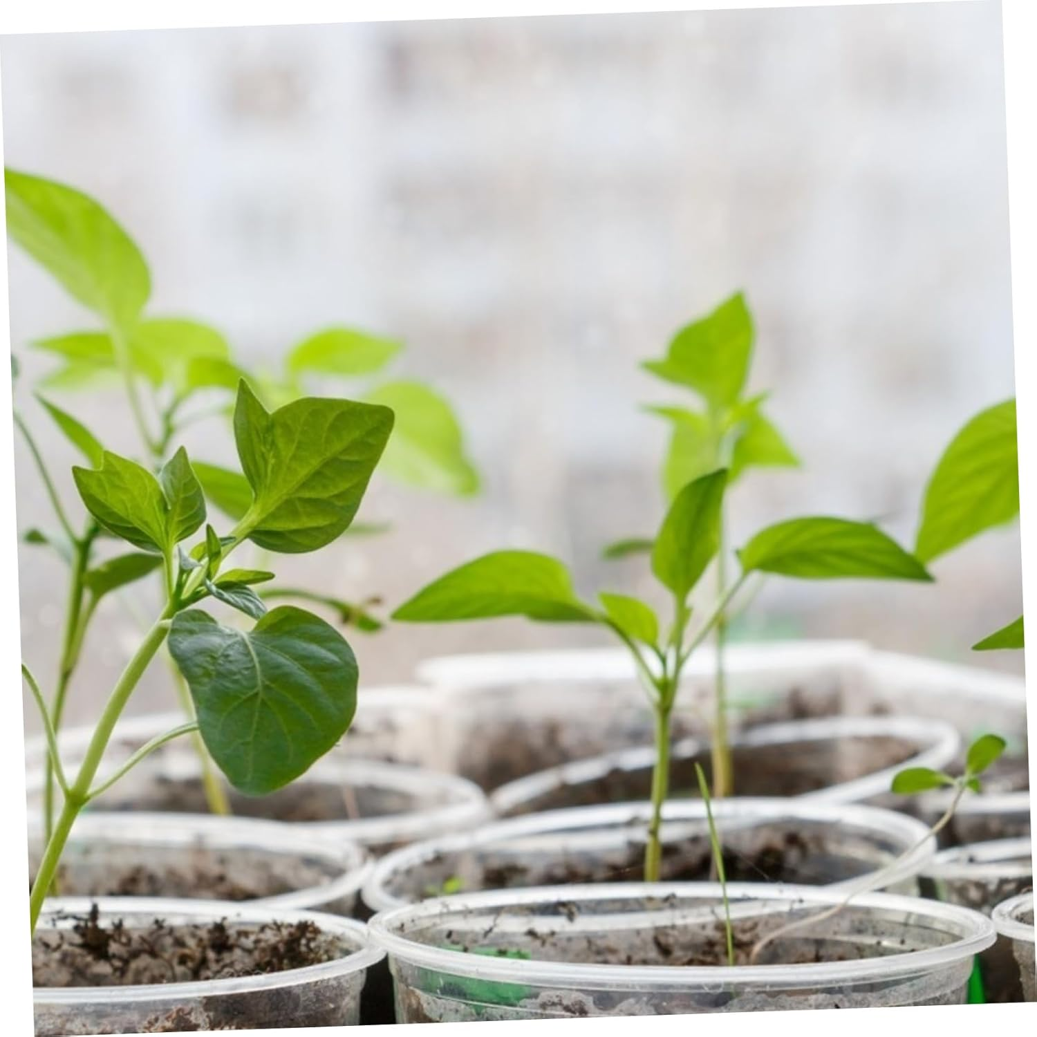 NULYLU Moisture Retaining Plant Covers 50Pcs Clear Covers for Garden Indoor Plants Hydroponics Practical Planting Supplies image number 1