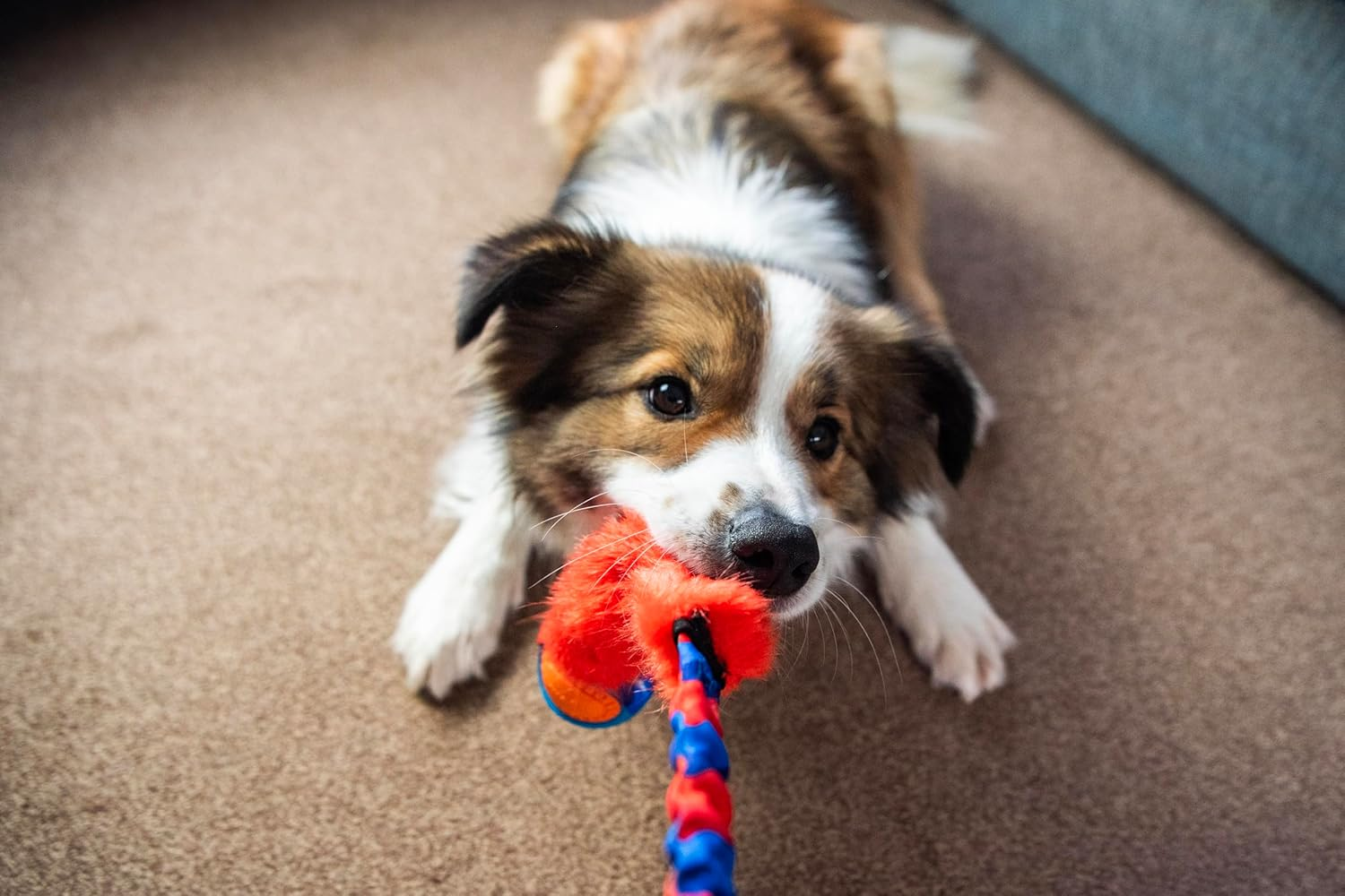 Tug-E-Nuff - Fauxtastic Powerball Bungee | Durable Bungee Tug Toy for Dogs | Ideal for Interactive Dog Training and Dogs of All Ages | Made of Durable Faux Fur | 63Cm (25 Inches) in Length - Green Pattern image number 3