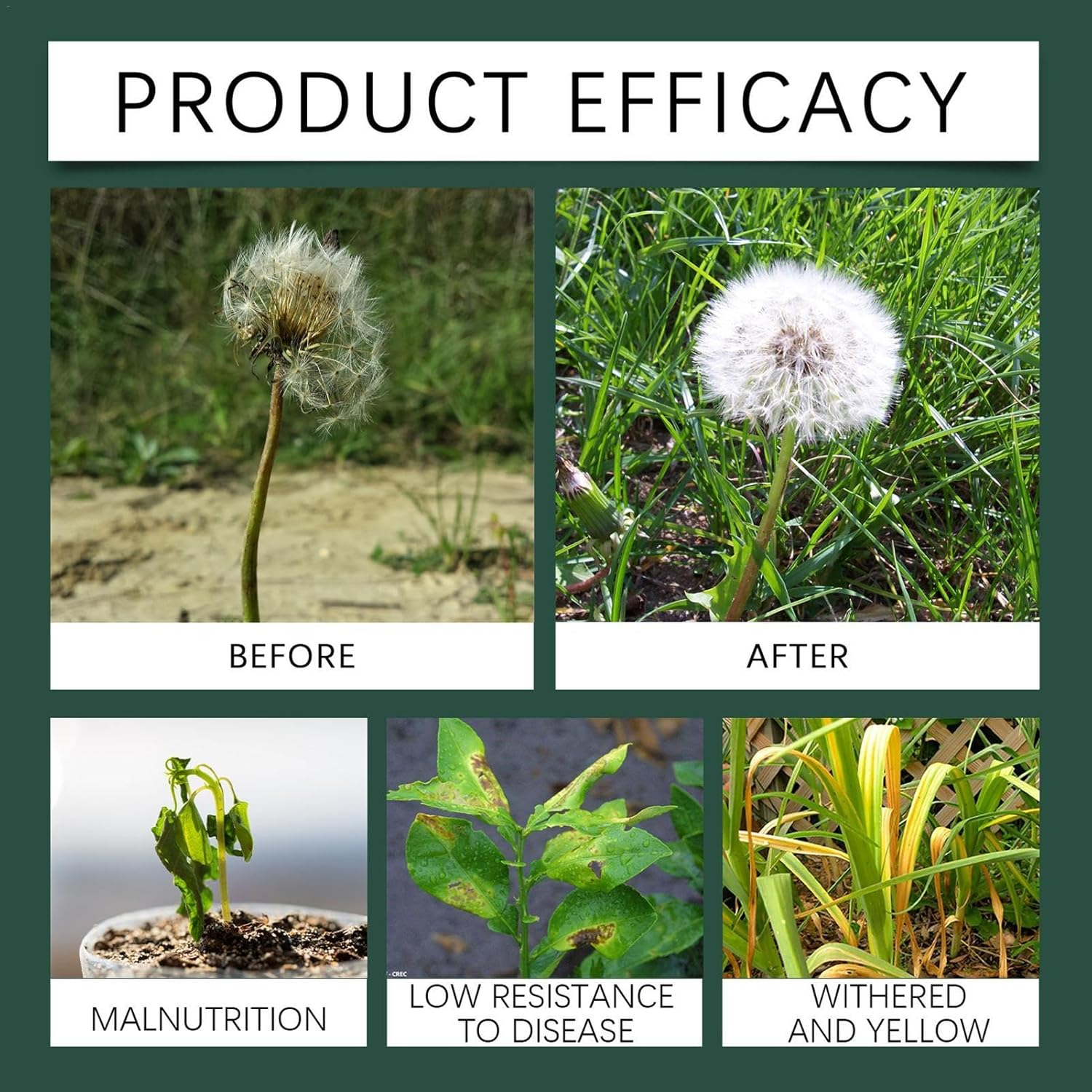 Carnivorous Plants Liquid Fertilizer, 100Ml Plant Fertilizer, Venus Fly Trap Plant Food, Plant Food Indoor House Plant, Tropical Plant Fertilizer, Tropical Plant Fertilizer Drops for Venus Flytraps image number 3