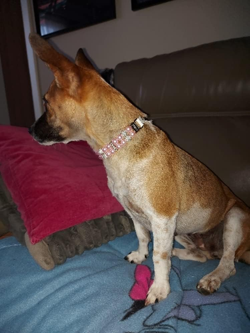 MOTTDAM Bling Rhinestone Pet Dog Jewelry Chihuahua Collar, Pearl Collars, Collar Leather, Necklace Crystal Jewellery Christmas Decor for Puppies Cat Pet(L Pink 1.5X37CM) image number 6