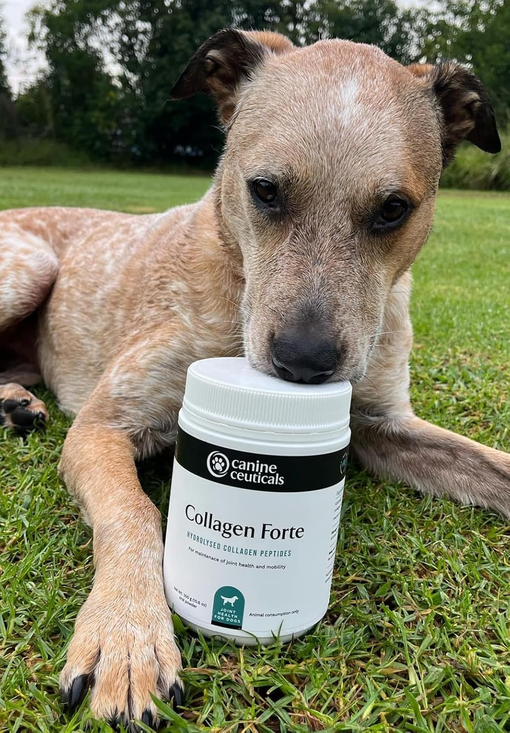 Canineceuticals - Collagen Forte - Advanced Joint & Cartilage Support for Dogs - Promotes Strong Ligaments, Healthy Skin & Gut Integrity - Bioavailable Collagen Peptides image number 1