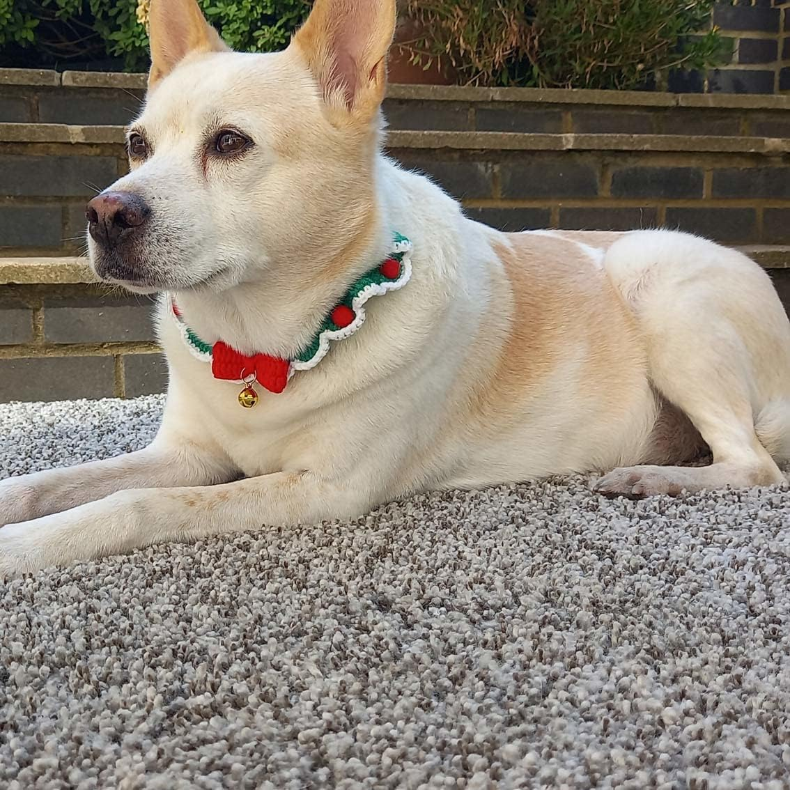 Talking Tables Red and Green Crochet Christmas Dog Collar with Bell | Pet Accessories for Xmas, Size Small - Medium