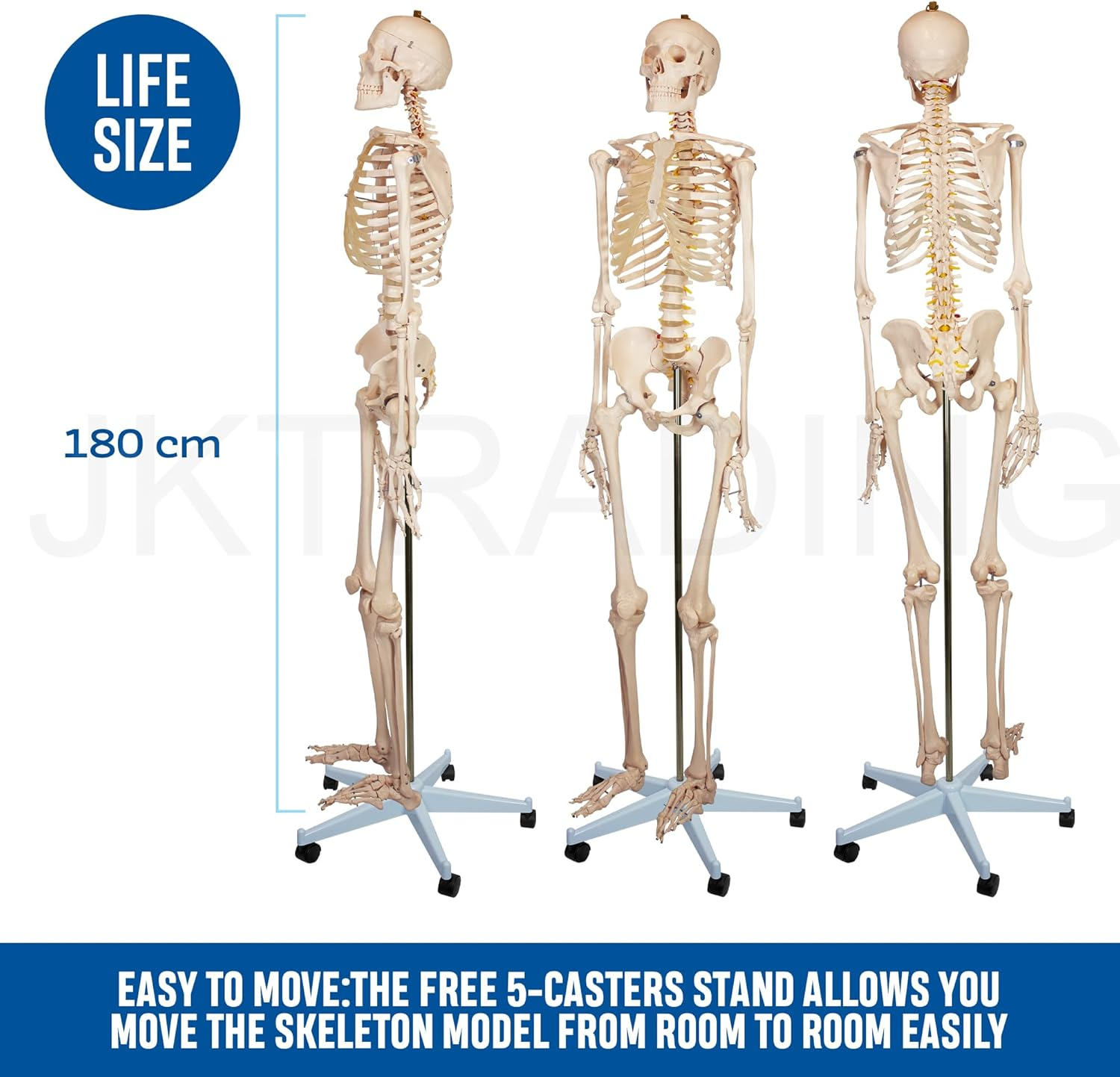 Bergmann Human Skeleton Model - 180Cm Life Size Skeleton W Spinal Nerves - Accurate Skeletal - Rolling Stand, Dust Cover - Anatomy Skeleton Medical - Articulated Skeleton Bone Model (180Cm W Nerves) image number 5