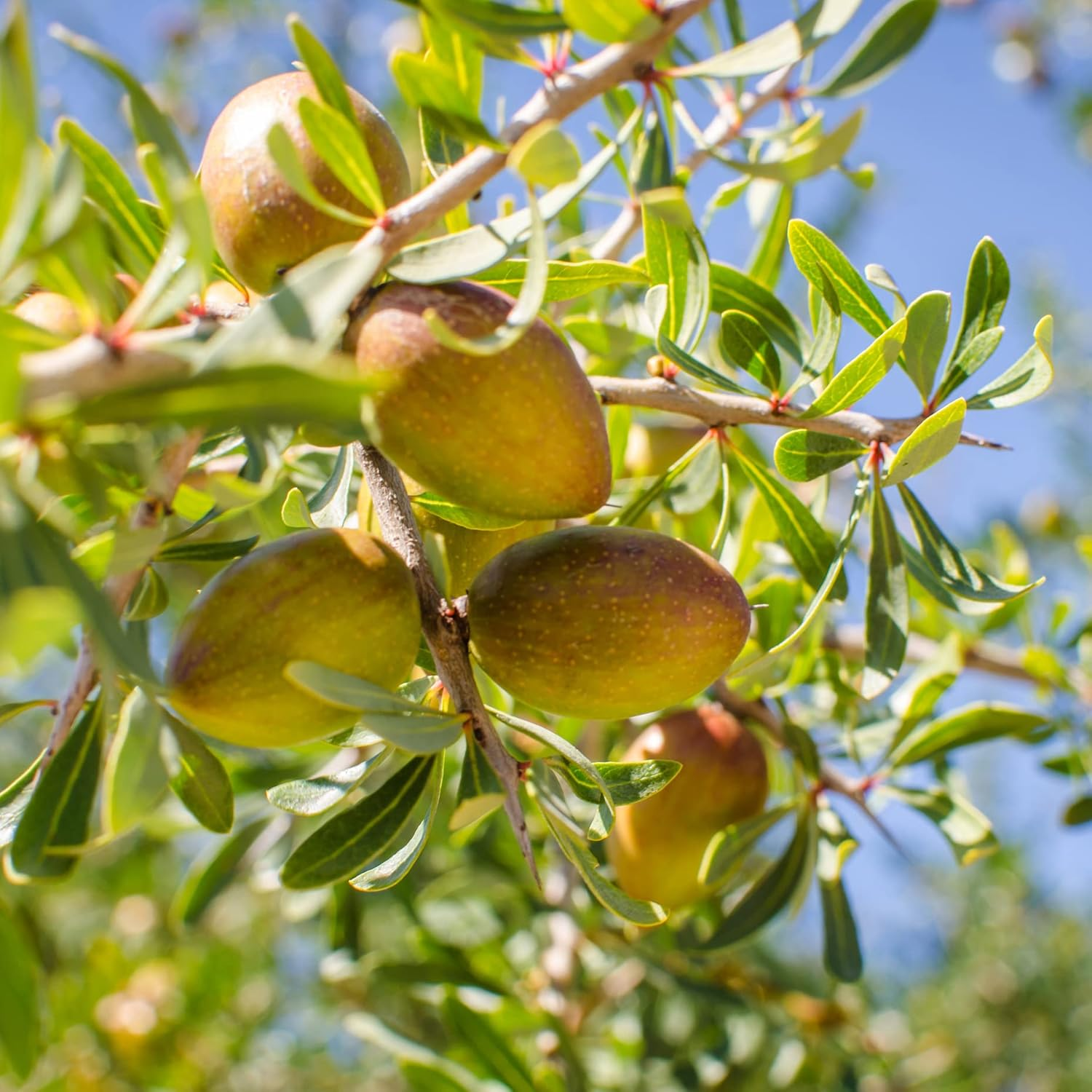 Argamidas Moroccan Argan Oil -Fresh Curls Essence 200Ml