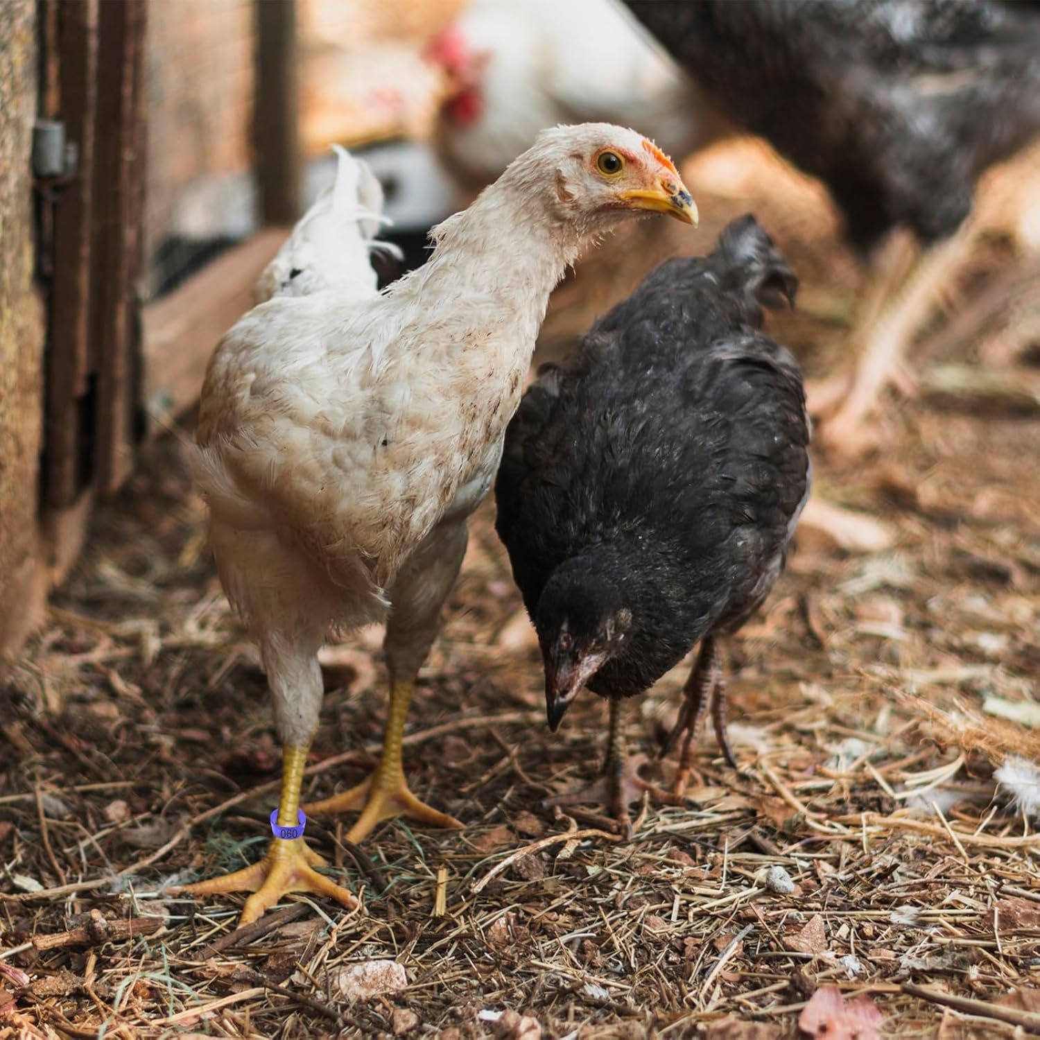 TEAONE Chicken Ring, 100 PCS Chicken Identification Tags for Birds, Ducks, Goosees (5 Colors, 2Cm/0.78In) image number 4