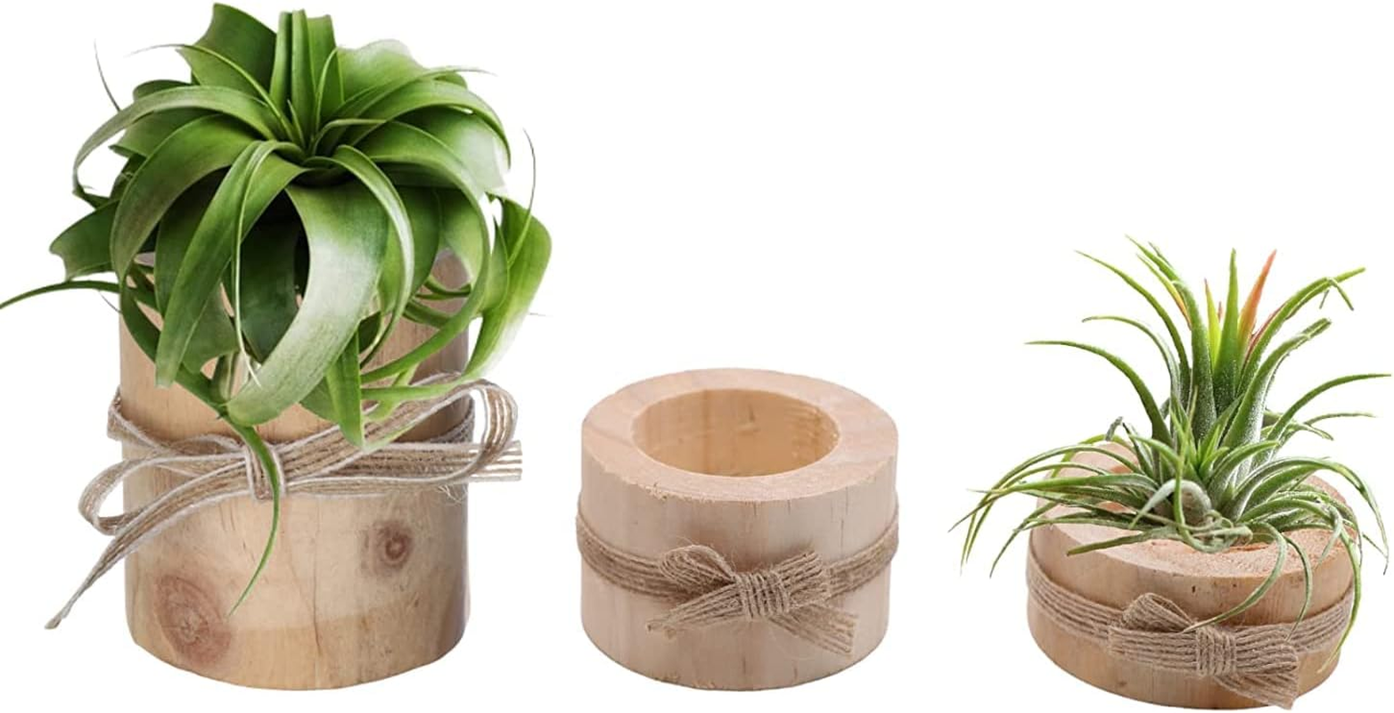 Nwsrayu Wooden Air Plant Holder Pack of 3 Wooden Air Plants Holders Air Plants Terrarium Tillandsia Streptophylla Xerographica Holders Succulent Pot Tea Light Holder image number 2