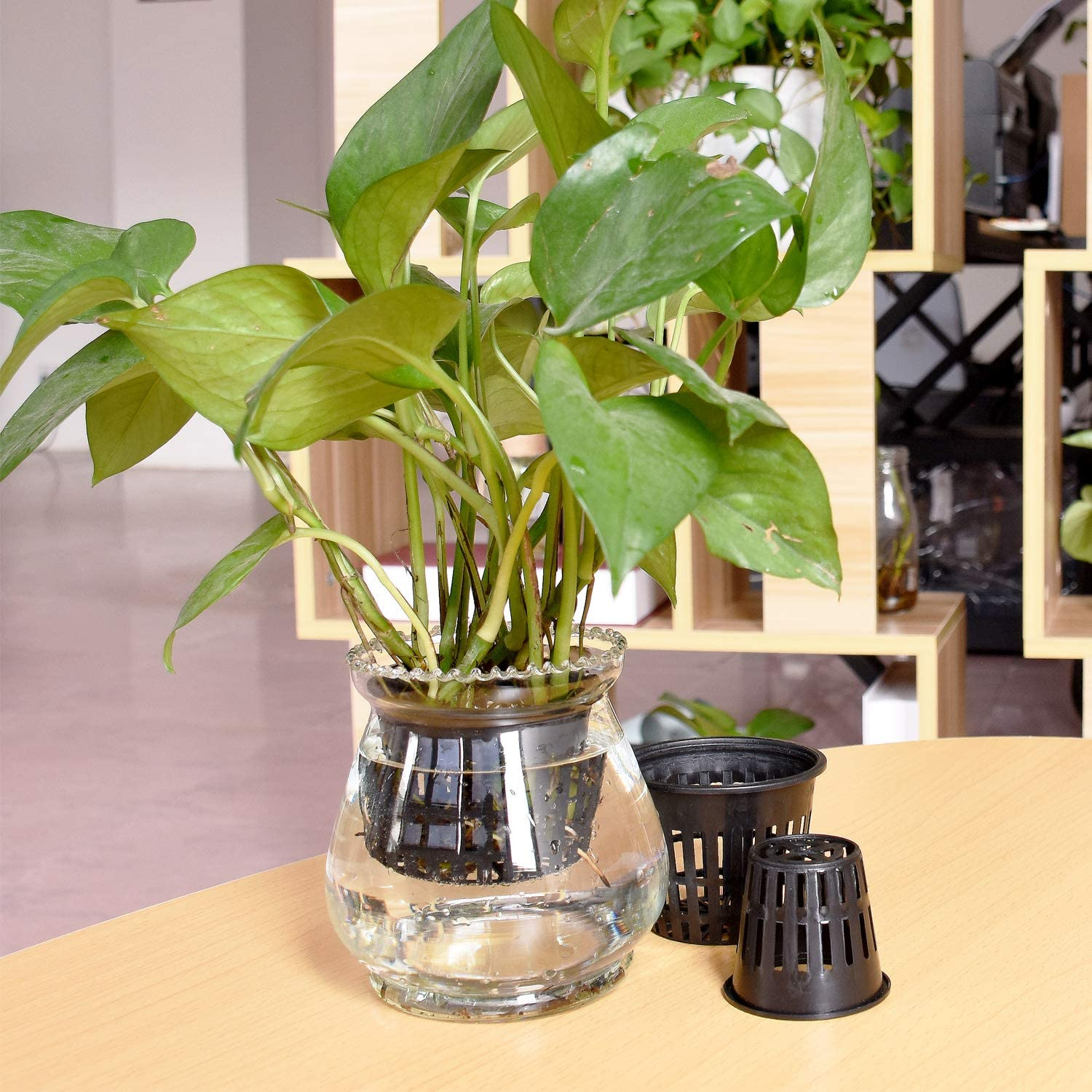 Awpeye 40 Pack 3" 2" Net Cup Pots, Plastic Lightweight Economy Net Pots for Hydroponics - Indoor or Outdoor Growing image number 6