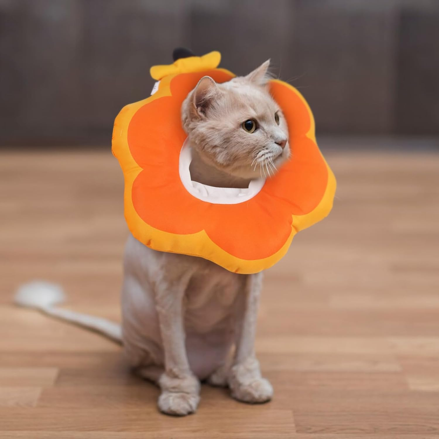 Cat Recovery Set: Fruit-Shaped E-Collar & Neutering Suit,Adjustable Cat Recovery Collars and Cat Surgery Recovery Suit,Soft Polyester for Post-Surgery Comfort,For Cats after Surgery (Orange, M) image number 5