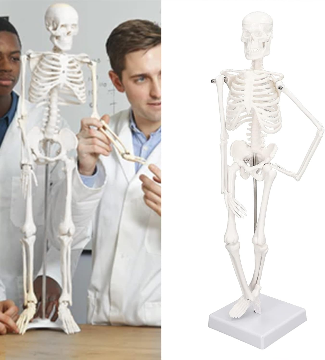 Lifelike Human Skeleton Model, 17.71In Movable Joints Detachable Mini Human Skeleton Model Human Bone Structure with Metal Stand for Halloween Decoration Classroom Artists Science Lab image number 3