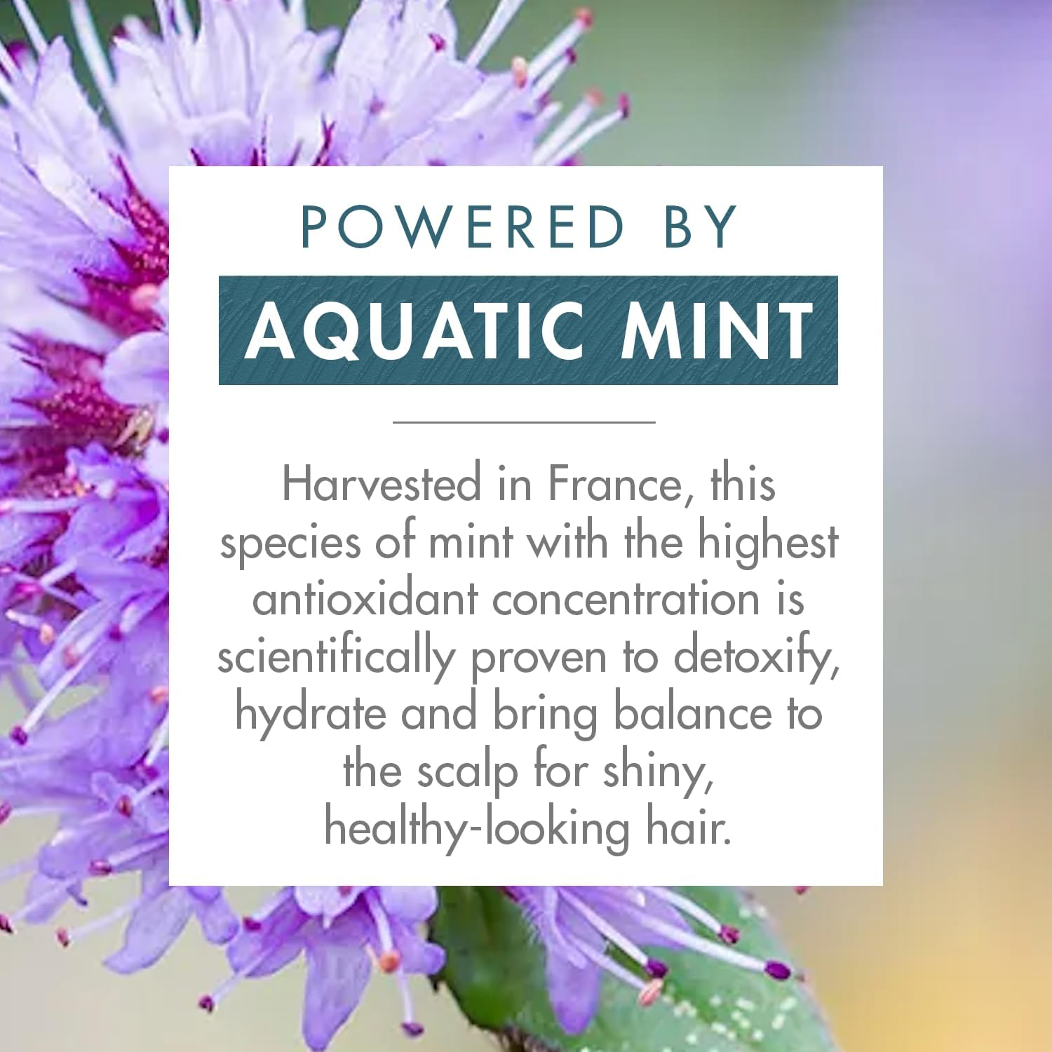 Klorane Organic Mint Scalp Protective Shampoo 400Ml - All Hair Types