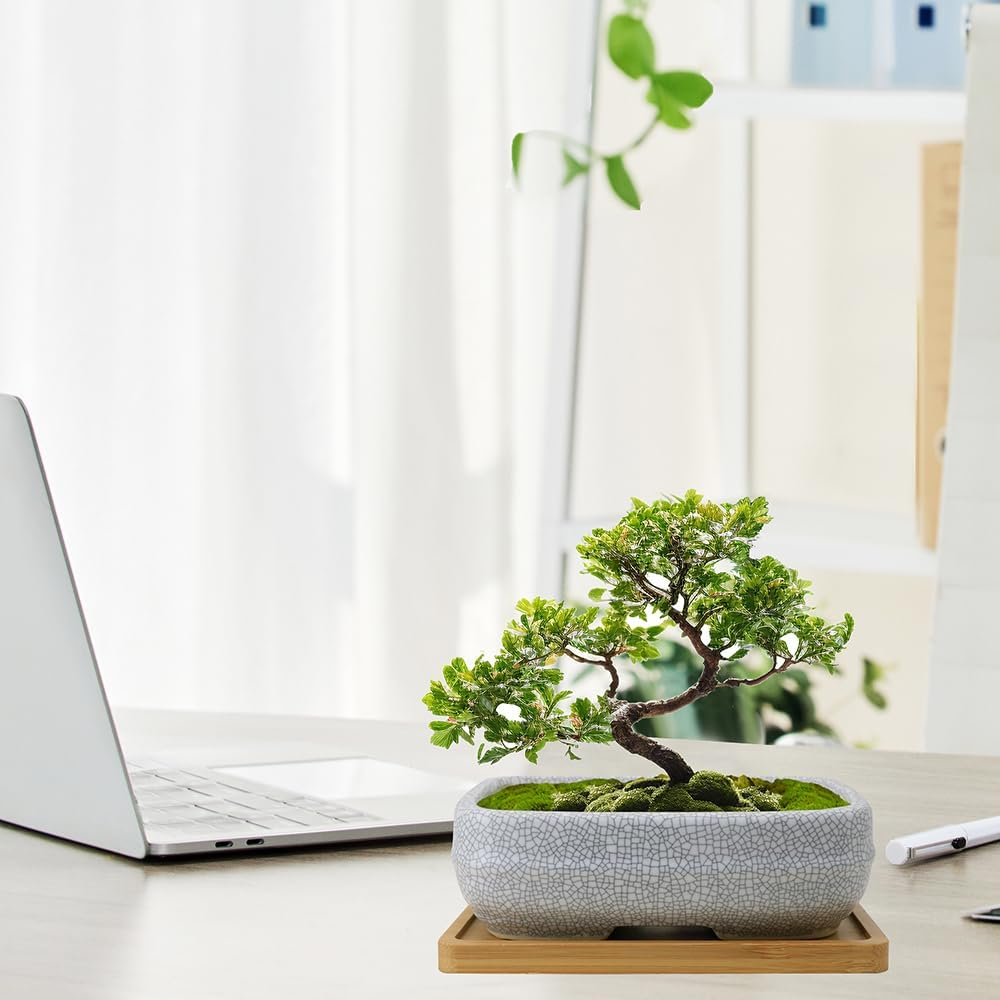 MUZHI 2 Pack Amazing Ice Crack Glazed Ceramic Bonsai Pot White Color 5.8 Inch with Bamboo Tray, Plant Pot Succulent Planter for Office Home Garden Decor Gift image number 3