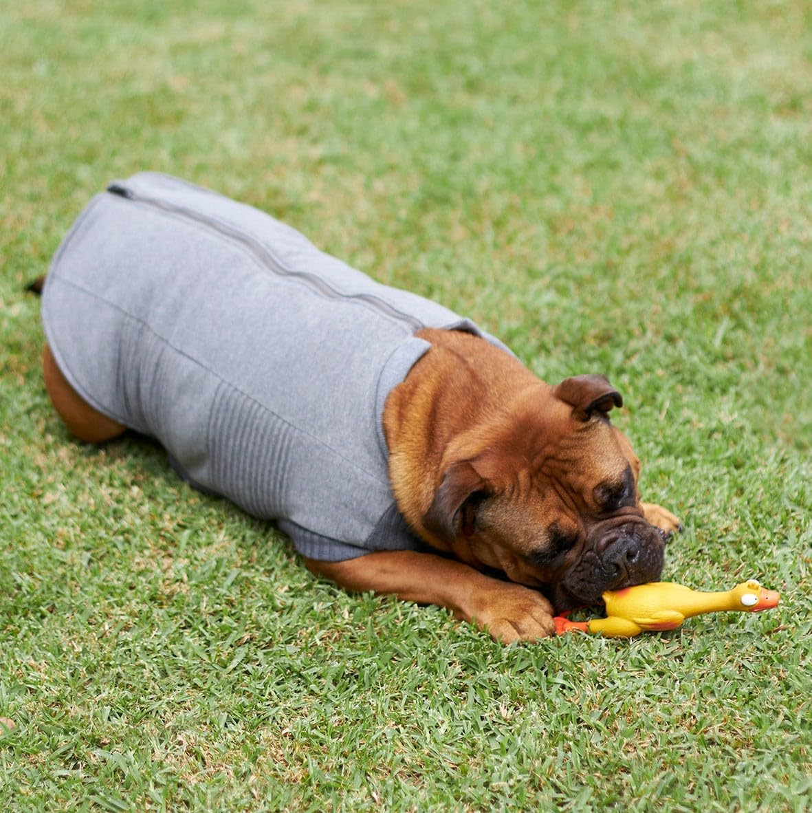 Kazoo Armadillo Dog Jacket, Charcoal, Large image number 2