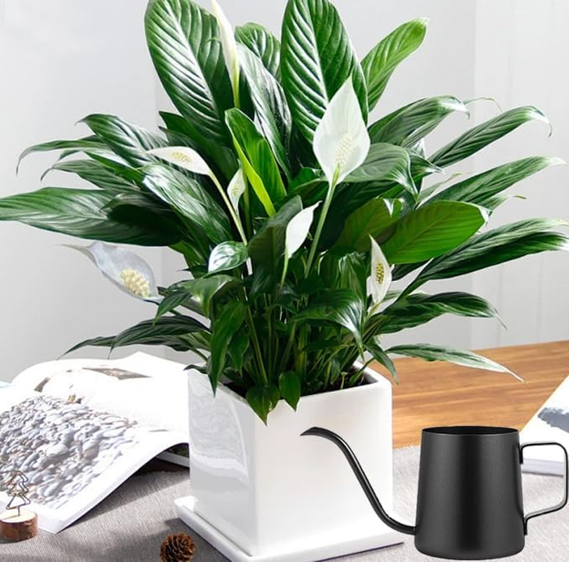 1PCS Watering Can Indoor Plants, Indoor Watering Can 350 Ml, Small Watering Can with Long Spout, Stainless Steel Plant Watering Can,Long Spout Small Water Can,Outdoor Garden Flowers Decorative image number 6