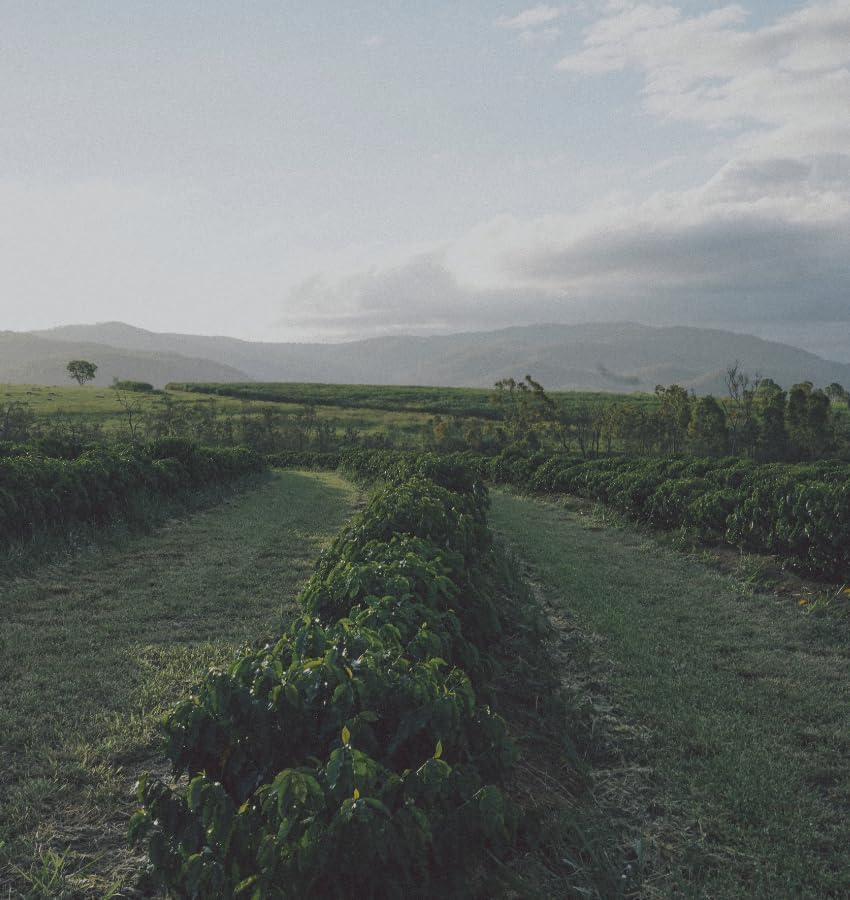 Othersky Blazing Desert Specialty Coffee Beans - 1Kg image number 4