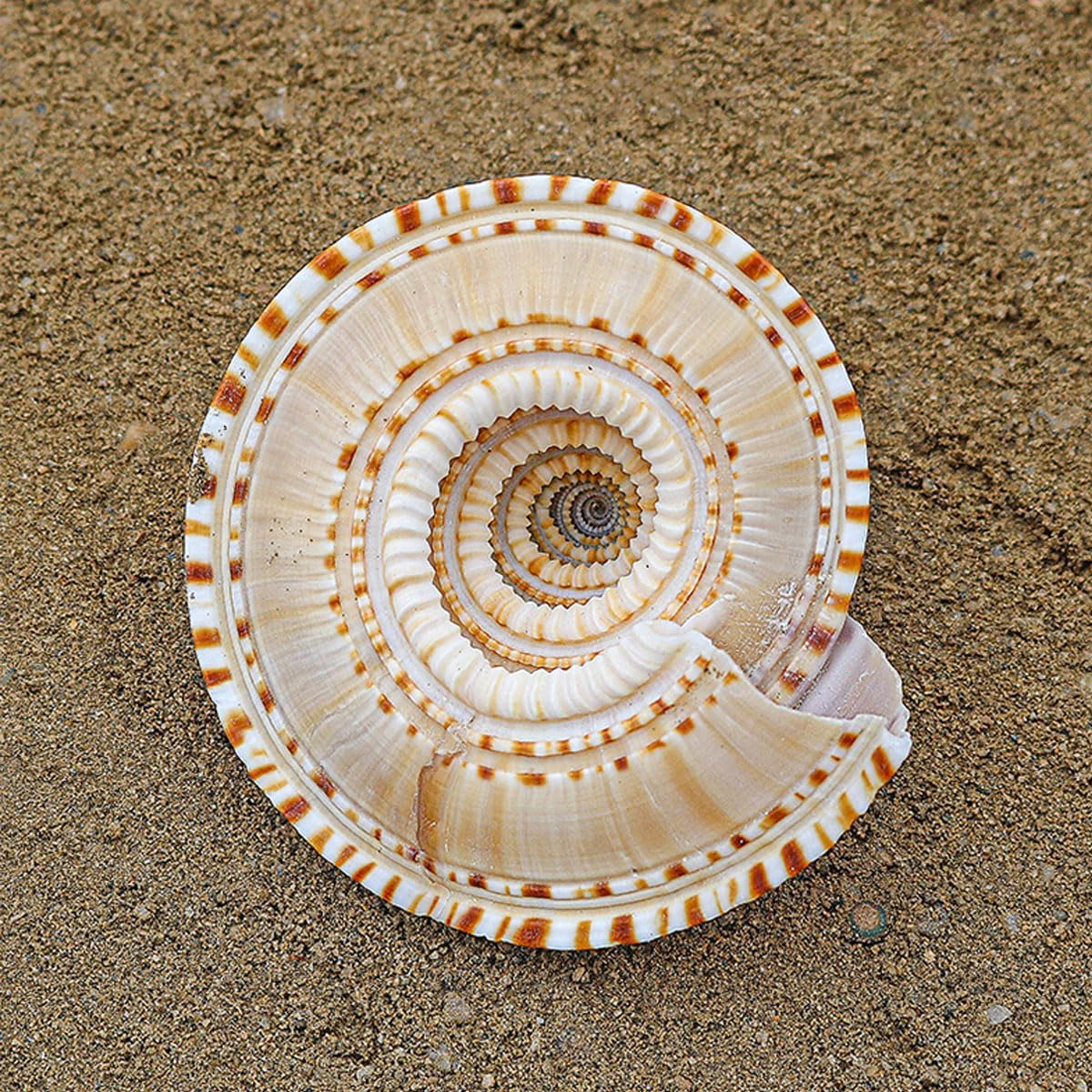 Shells,Conch Shell, Shells Natural Conch 6-7Cm Perfect for Wedding Decor Beach Theme Party, Home Decorations,Diy Crafts, Fish Tank and Shell Collectors image number 6