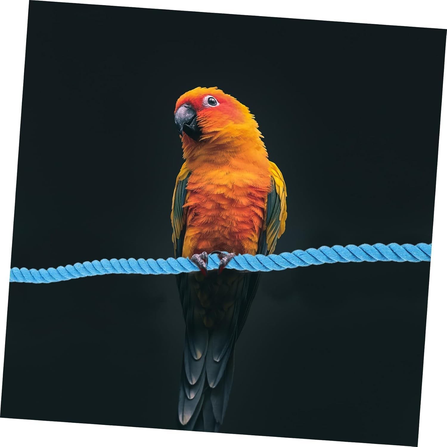 1Pcs Wezxrauo Natural Rope Perch Swing for Birds - Durable Chewable Climbing Toy with Fixed Design, Ideal for Small Parrots Lovebirds Finches Canaries Budgies Cockatiels Cage Accessories image number 1