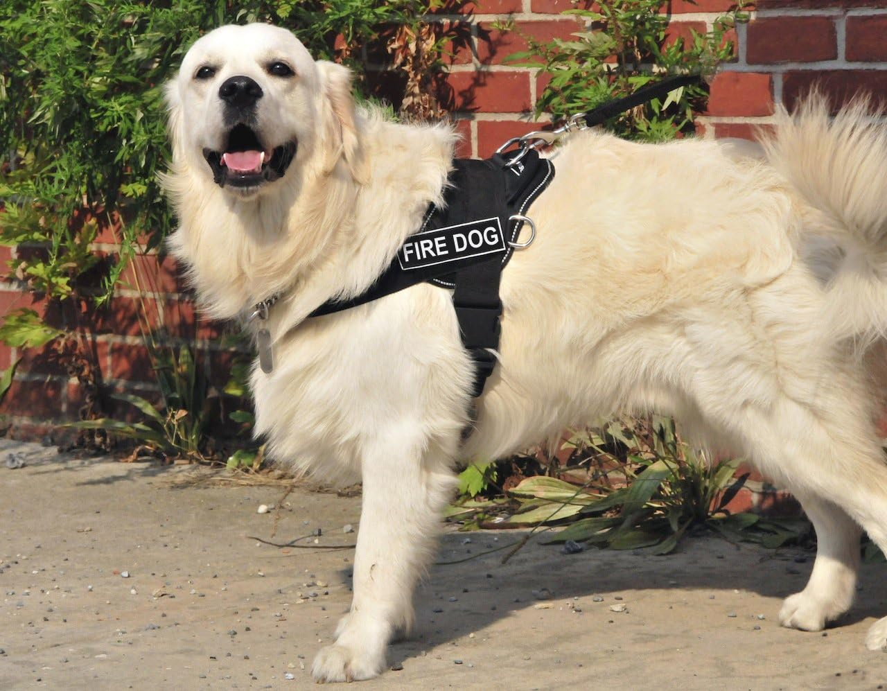 DT Fun Works Harness, Fire Dog, Black with Reflective Trim, Large - Fits Girth Size: 32-Inch to 42-Inch image number 2