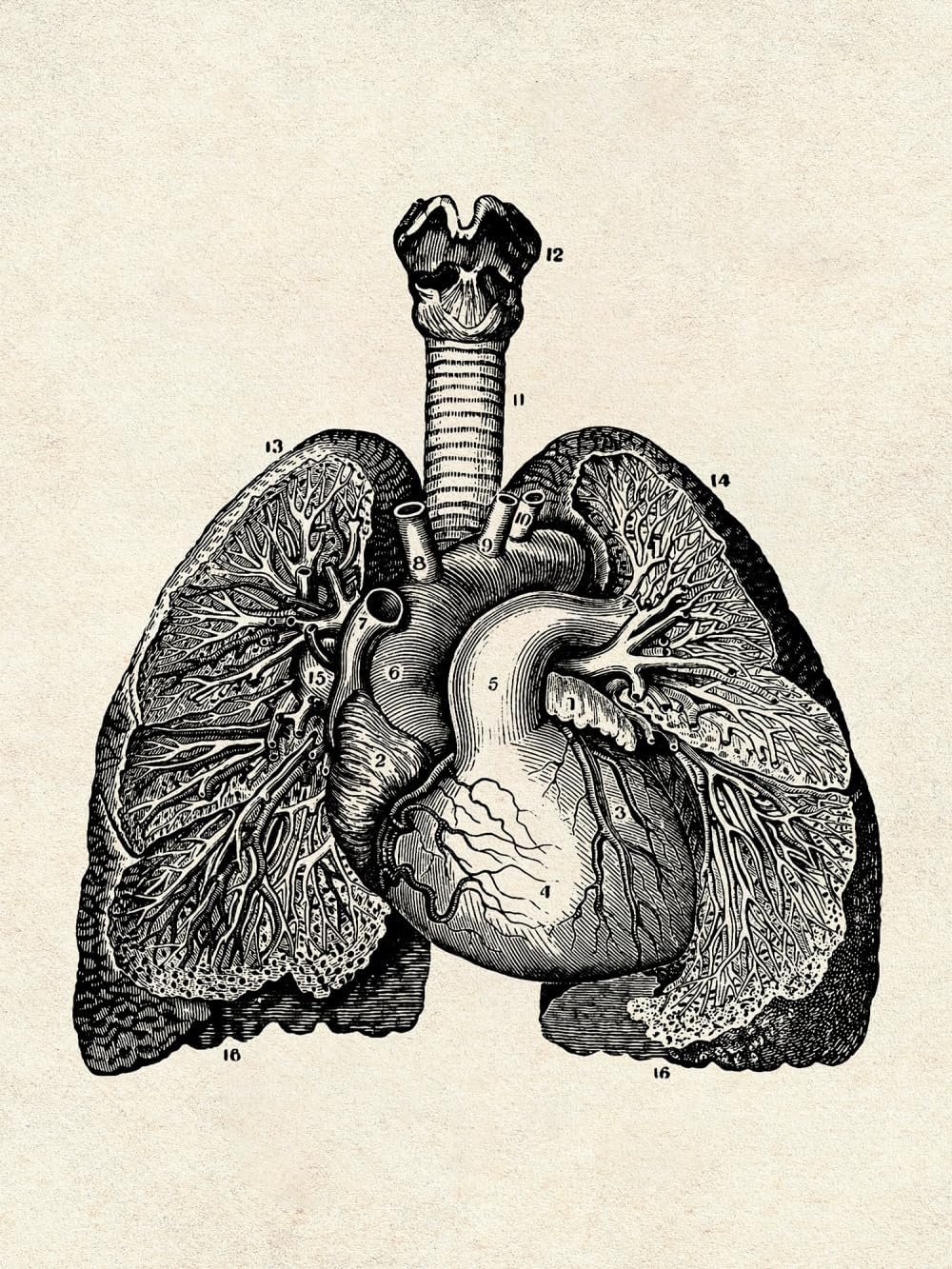 Ohhvvow Human Anatomy Artwork Medical Wall Picture Muscle Skeleton Vintage Poster Nordic Canvas Print Education Painting Modern Decor(Unframed)