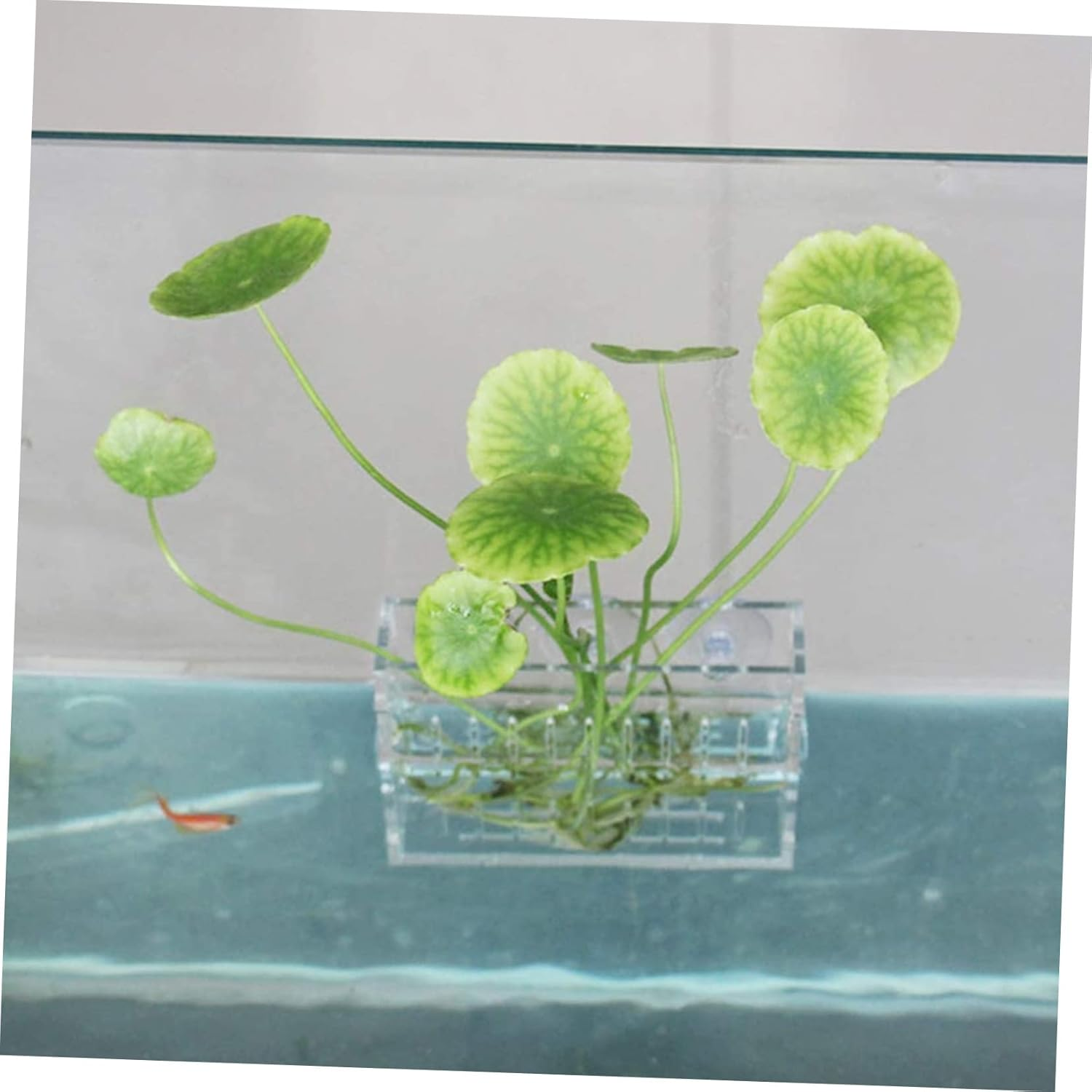 GANAZONO Acrylic Aquatic Plant Holder with Suction Cup, Large Mini Water Plant Pot for Fish Tank Landscape, Water Grass Cup Suitable for Aquarium Decoration and Aquatic Pets image number 1