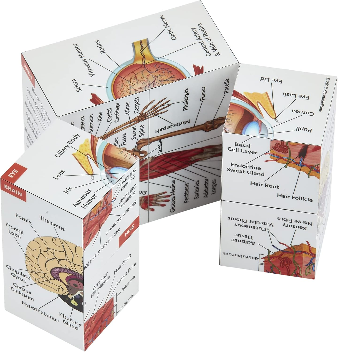 Human Anatomy Study Cube | Study 9 Parts of the Human Body | Perfect Anatomy Revision Guide | Addictive Anatomy Model Cube | Great Gift for Nurse, Dentist, Medical Students image number 3