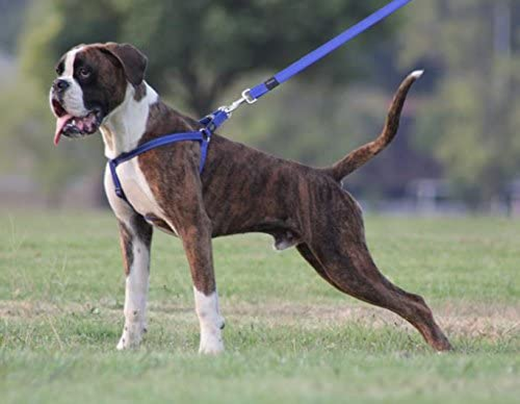 Rogz Utility Step-In Harness Fanbelt, Large, Black - Black image number 3