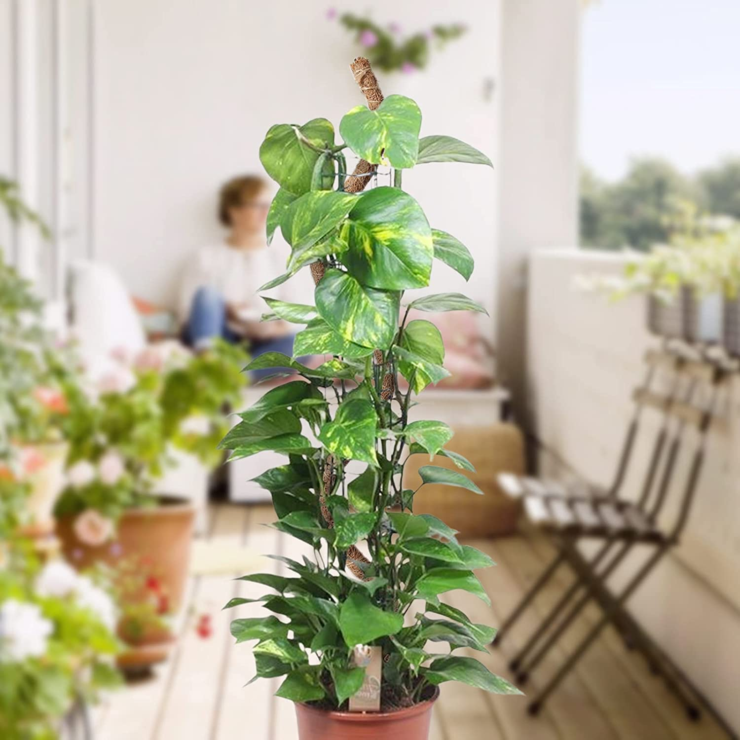 Moss Pole Plant Stakes Support 25 Inch Coco Coir Pole for Plants Monstera Indoor Plants Climbing Plants Growth Pack of 2 (Moss)