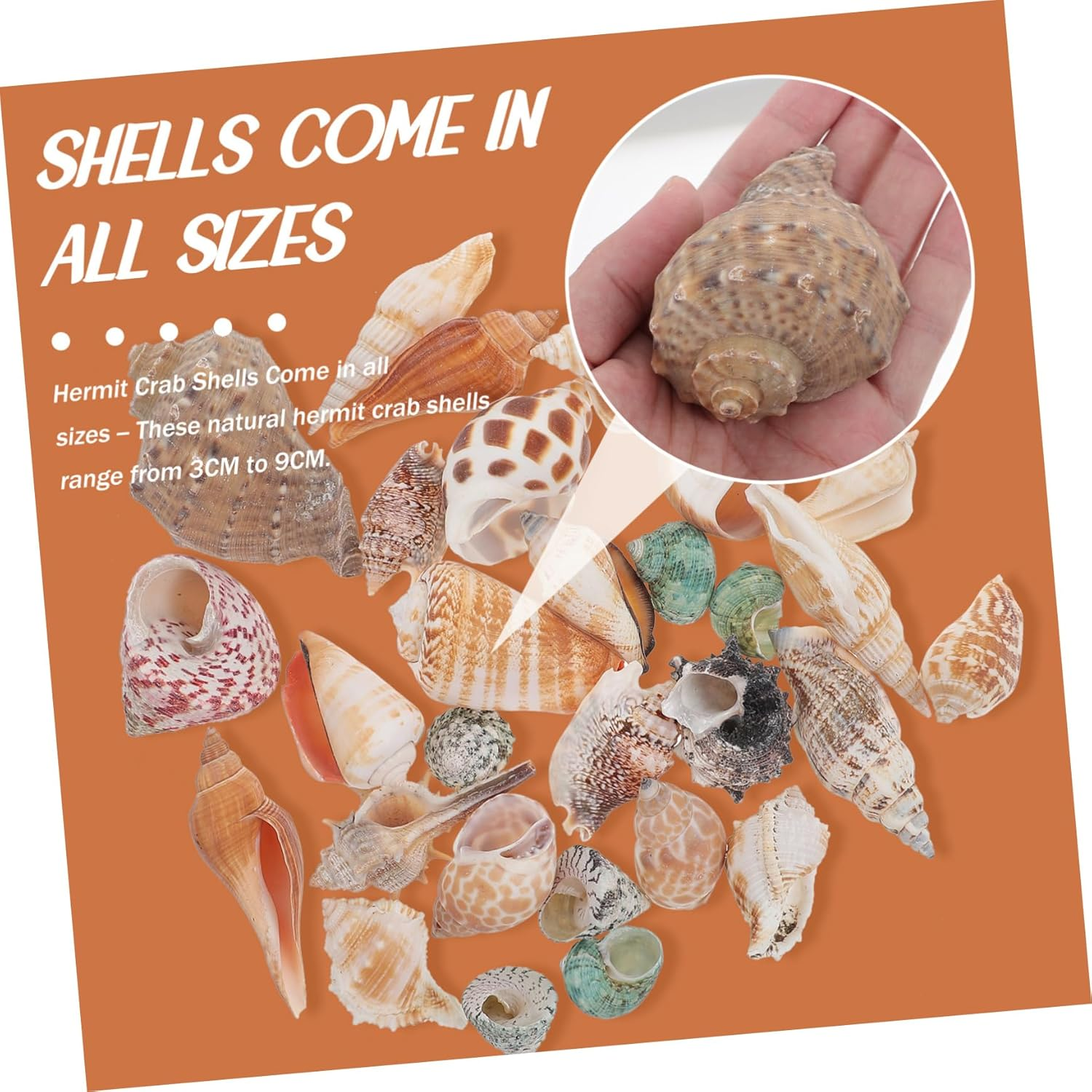 Angoily 1 Set Hermit Crab Conch Fish Tank Rocks Aquarium Conch Decor Beach Seashells Desk Top Decor Zen Garden Decor Ornament Pond Conch Decor Scallops Material Package Natural Conch image number 4