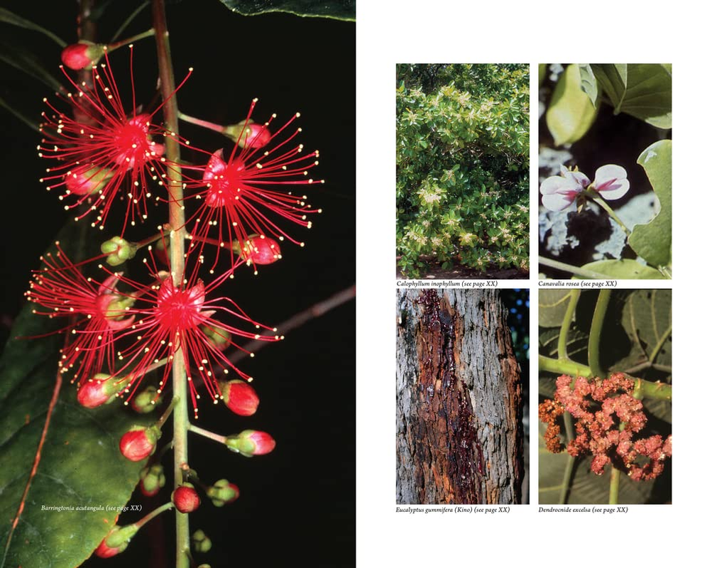 Australian Medicinal Plants: a Complete Guide to Identification and Usage image number 6