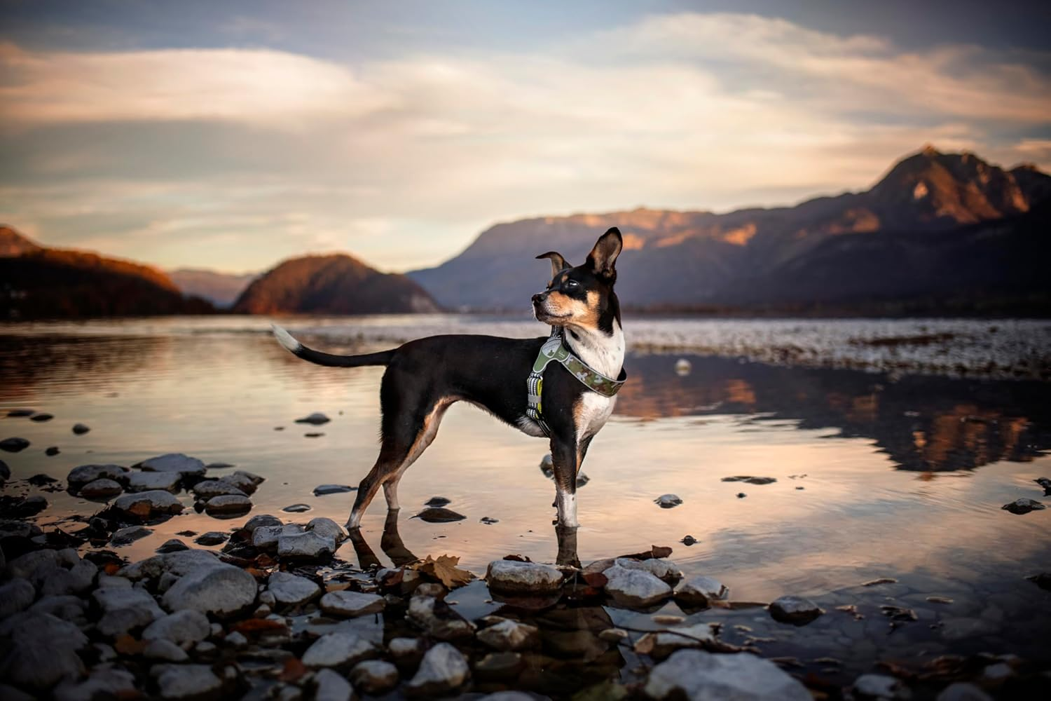 Coralpina - Adjustable Camouflage Harness for Dogs with Different Neck and Chest Diameters, Soft and Durable, Does Not Damage Hair or Hinder Movement, Color