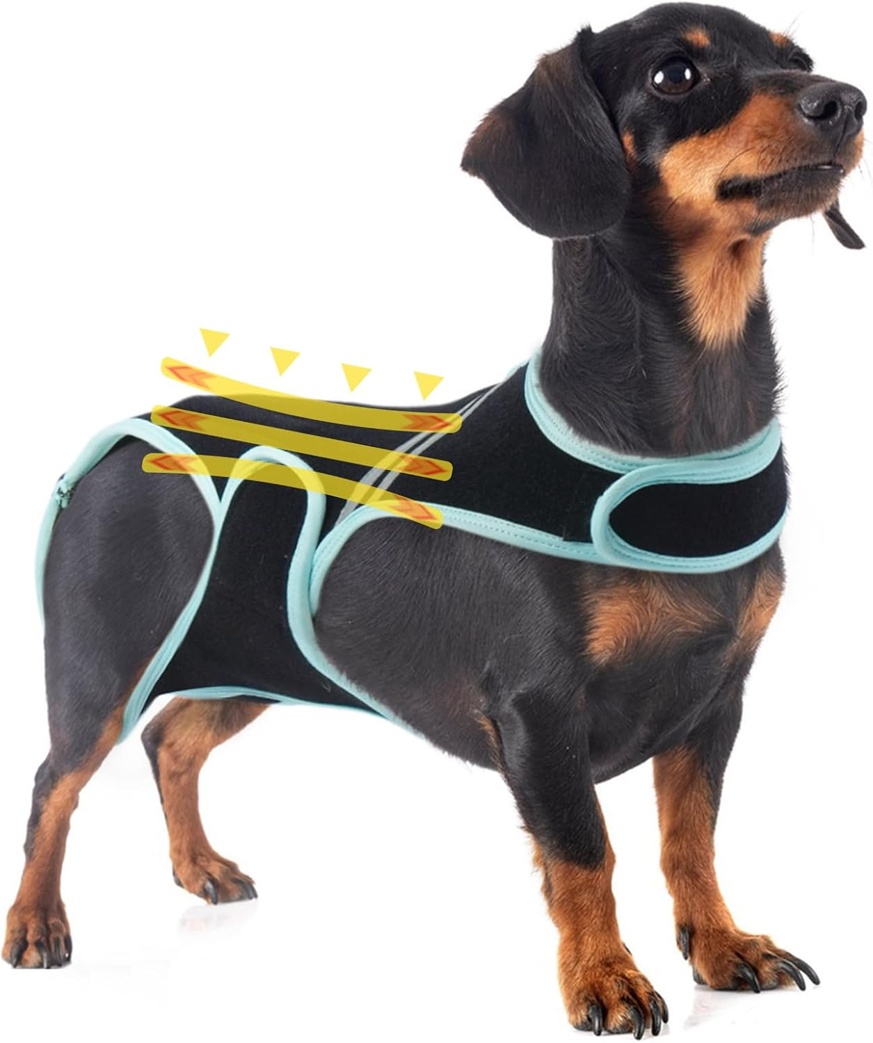 PUMYPOREITY Back Bandage for Dogs, Arthritis for Relieving Back Pain, Schian Surgical Recovery and Rehabilitation (XL) image number 5