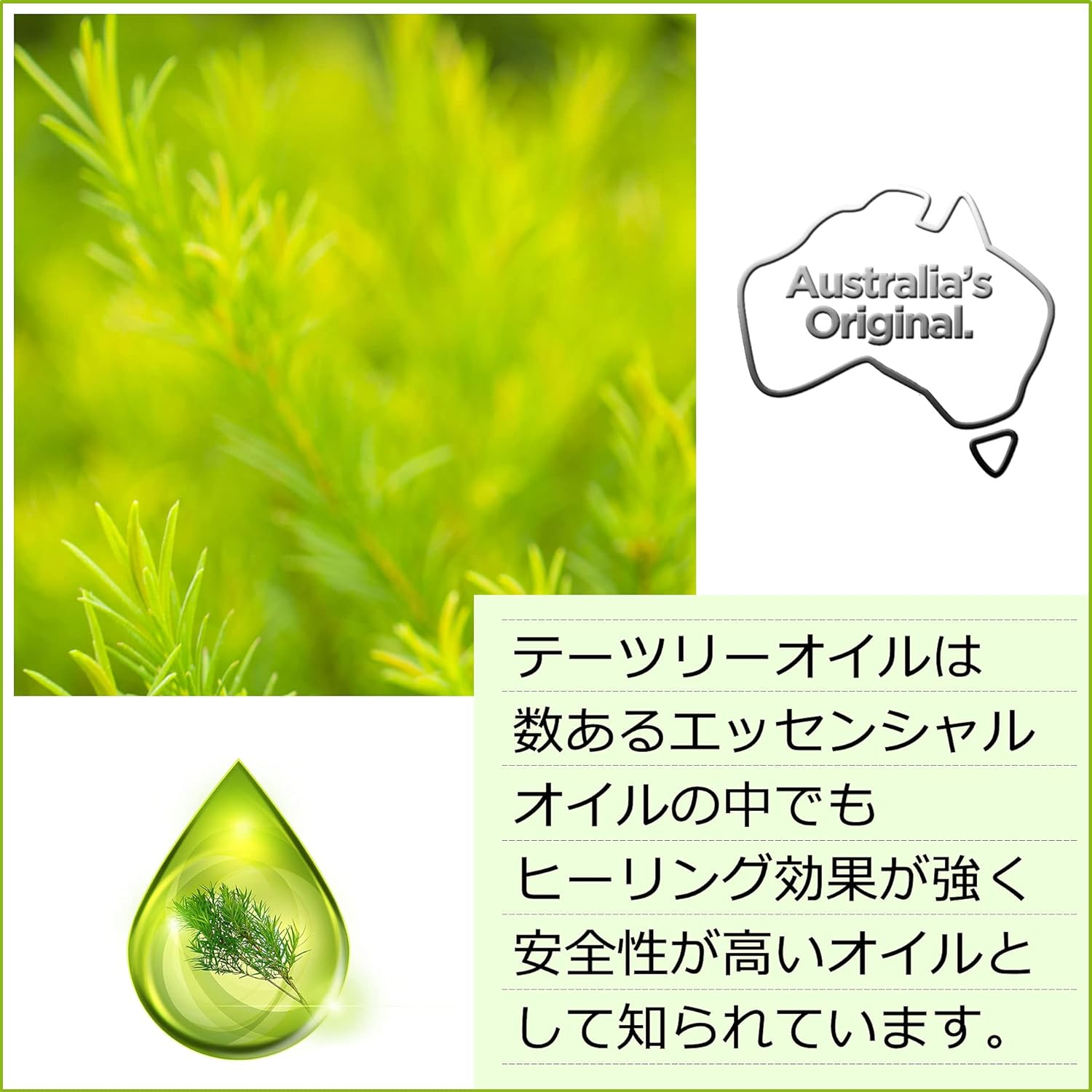 Thursday Plantation 3 Pack of Tea Tree Everyday Shampoo 250Ml