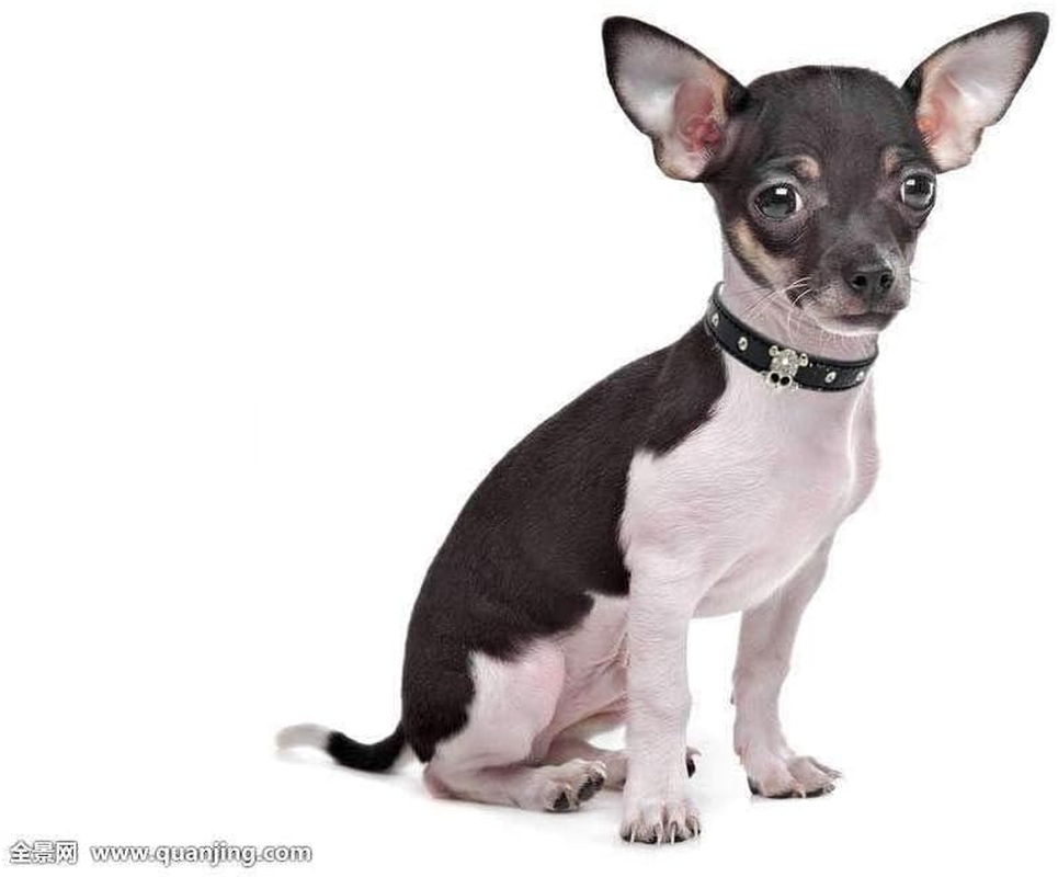 Haoyueer Cute Dazzling Sparkling Elegant Fancy Skull Diamond Crystal Rhinestone Leather Small Pet Dog Cat Collar Puppy &hellip; (M, Black) - Red image number 2