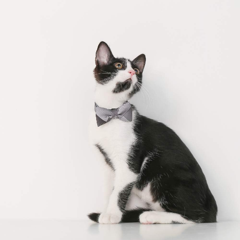 Pidan A1 Cat Bow Tie Collar, image number 1