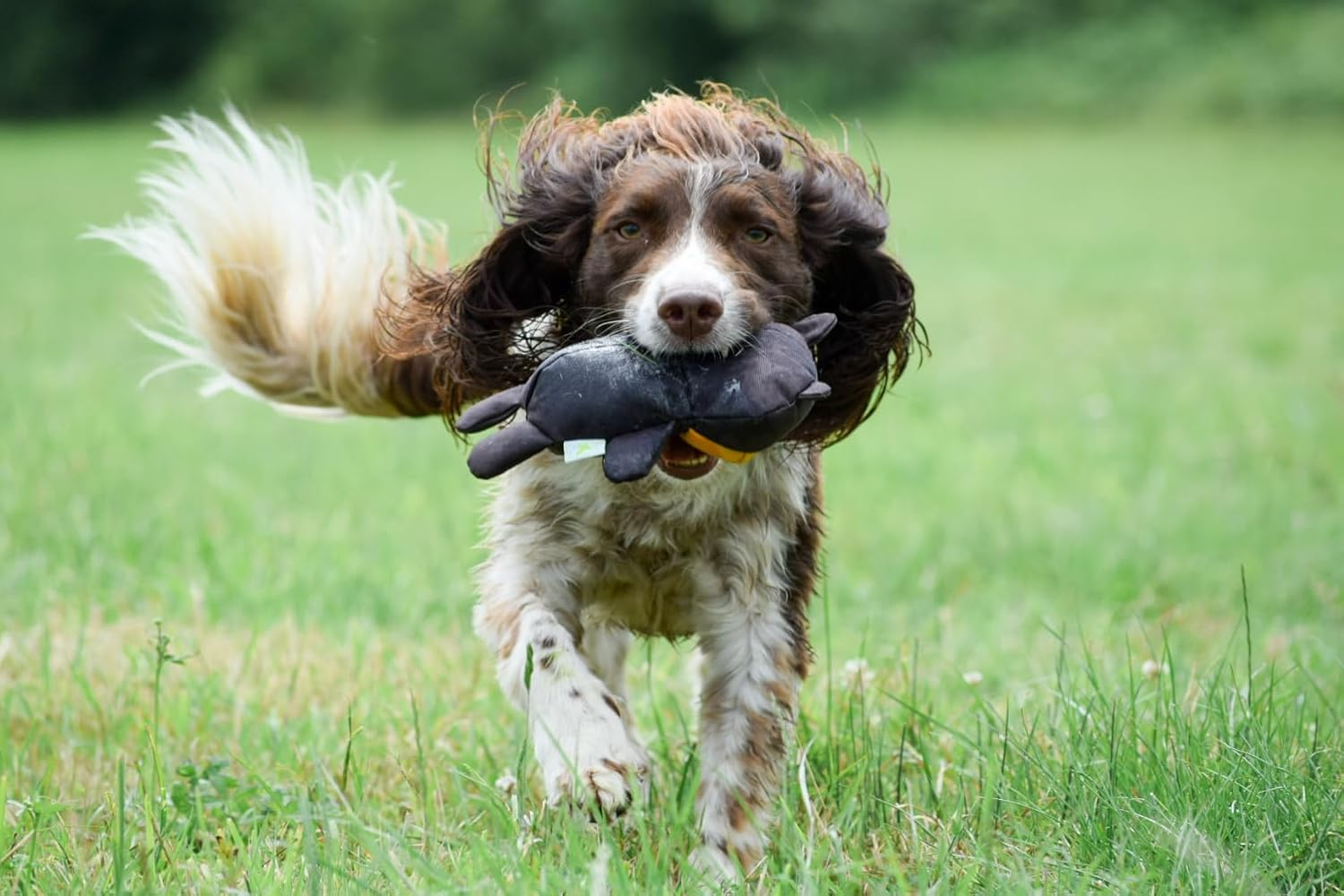 Beco Cuddly Recycled Plastic Teddy Dog Toy, Medium image number 4