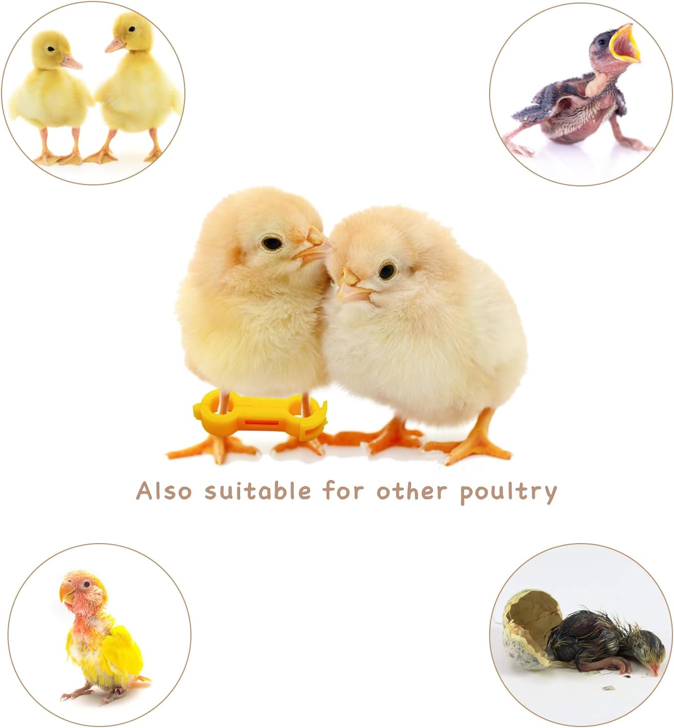 12Psc Baby Chick Splay Leg Hobble Brace, Baby Chick Leg Hobbles, Poultry Leg Bands, Chicken Hobble Braces for Newborn Spraddle Leg of Chick Quails Ducks Bird Parrot of 1 to 3 Days Newly Hatched image number 4