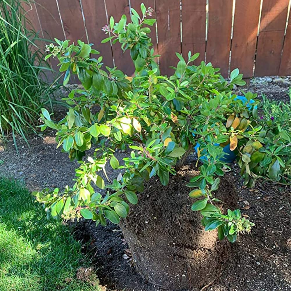 Bonsai Training Wire Aluminum Fastener Plants Styling Tree Pots Garden Yard Tool 1Mm *5M