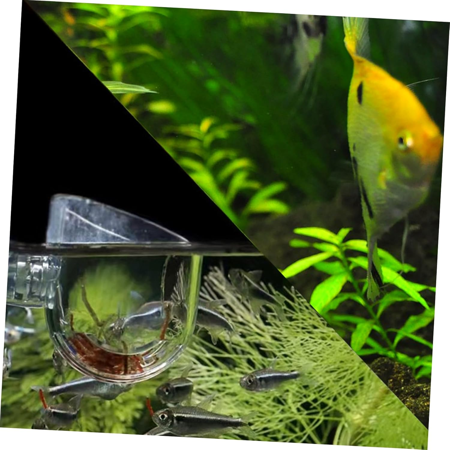 ORFOFE 4Pcs Acrylic Fish Food Feeders Red Worm Holders Fish Tank Feeding Supplies Blood Worm Dispenser for Aquarium Plants and Aquatic Pets image number 2