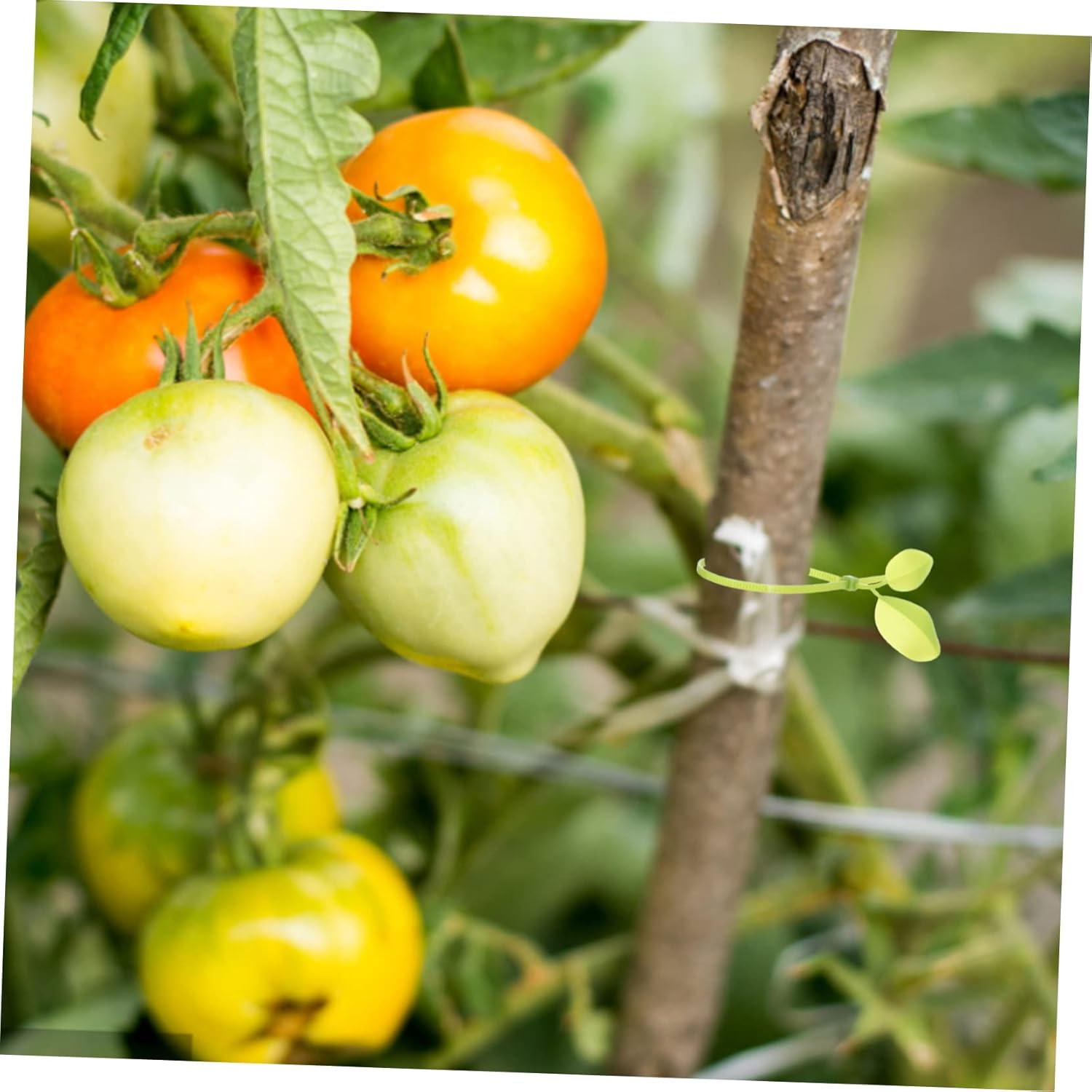 Kisangel 3 Sets Plant Wire Ties for Plants Fixing Belts Flower Label Gardening Tool for Outdoor Garden Use image number 2