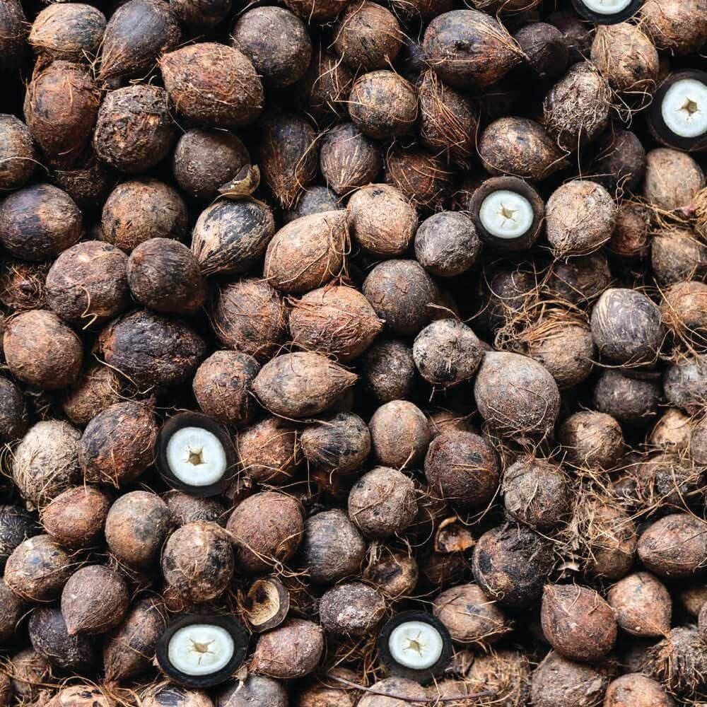 Milk Shake Integrity Nourishing Shampoo by Milk Shake for Unisex - 10.1 Oz Shampoo, 303 Milliliters image number 3