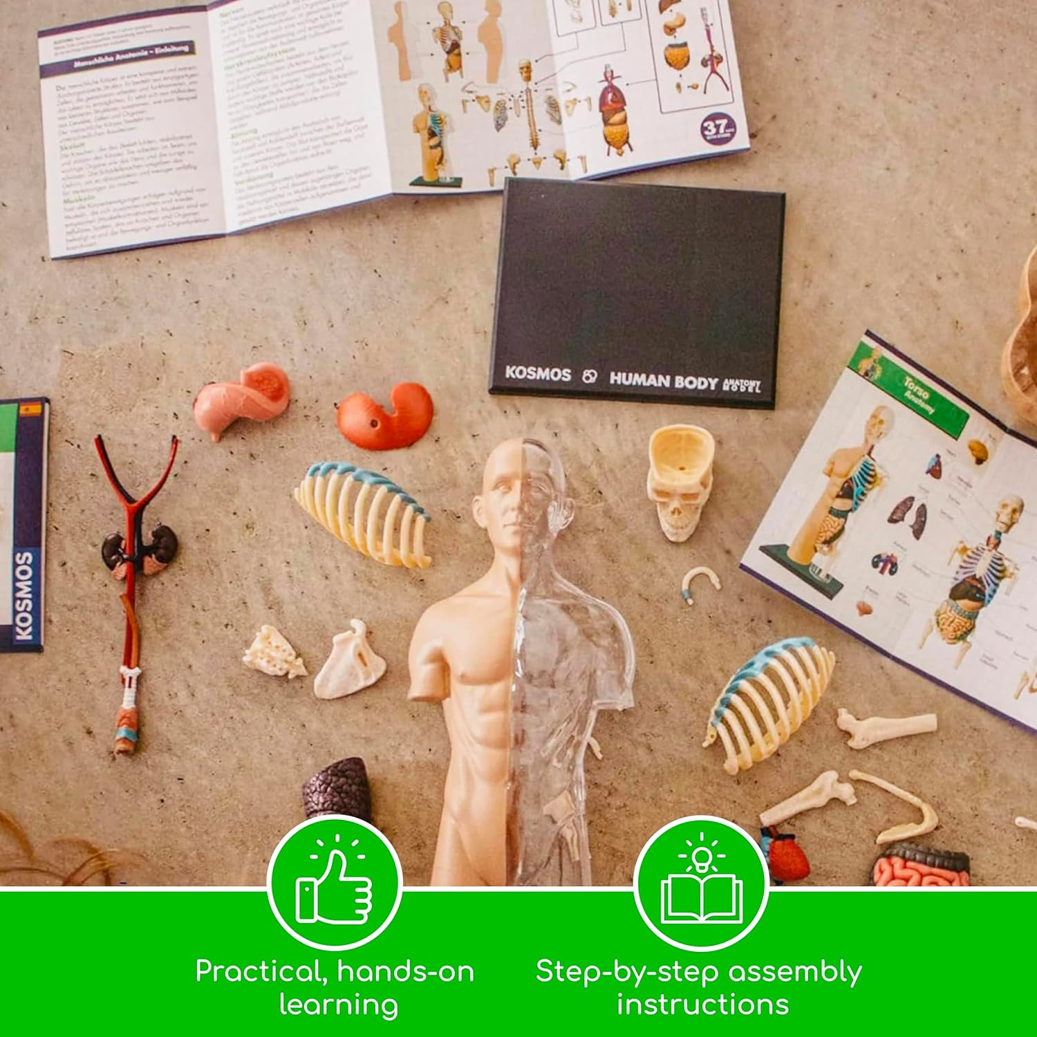 Thames & Kosmos 260830 Anatomy Model, 37 Parts with Stand and Guide Book, Build Your Own Human Body, Nature Discovery Range, Ages 8 to Adult, Multi image number 2