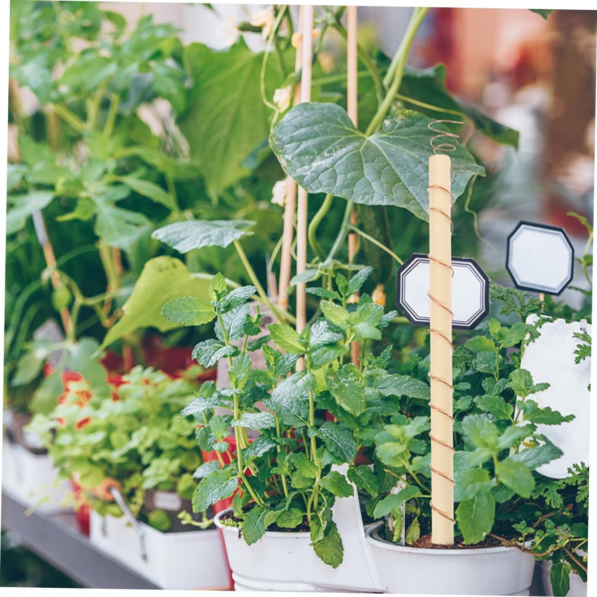 CIMAXIC Garden Antenna Wire for Planting Electroculture Stakes 9Pcs Pure Wire Stake Gardening Tools Set Easy Assembly for Gardening image number 4