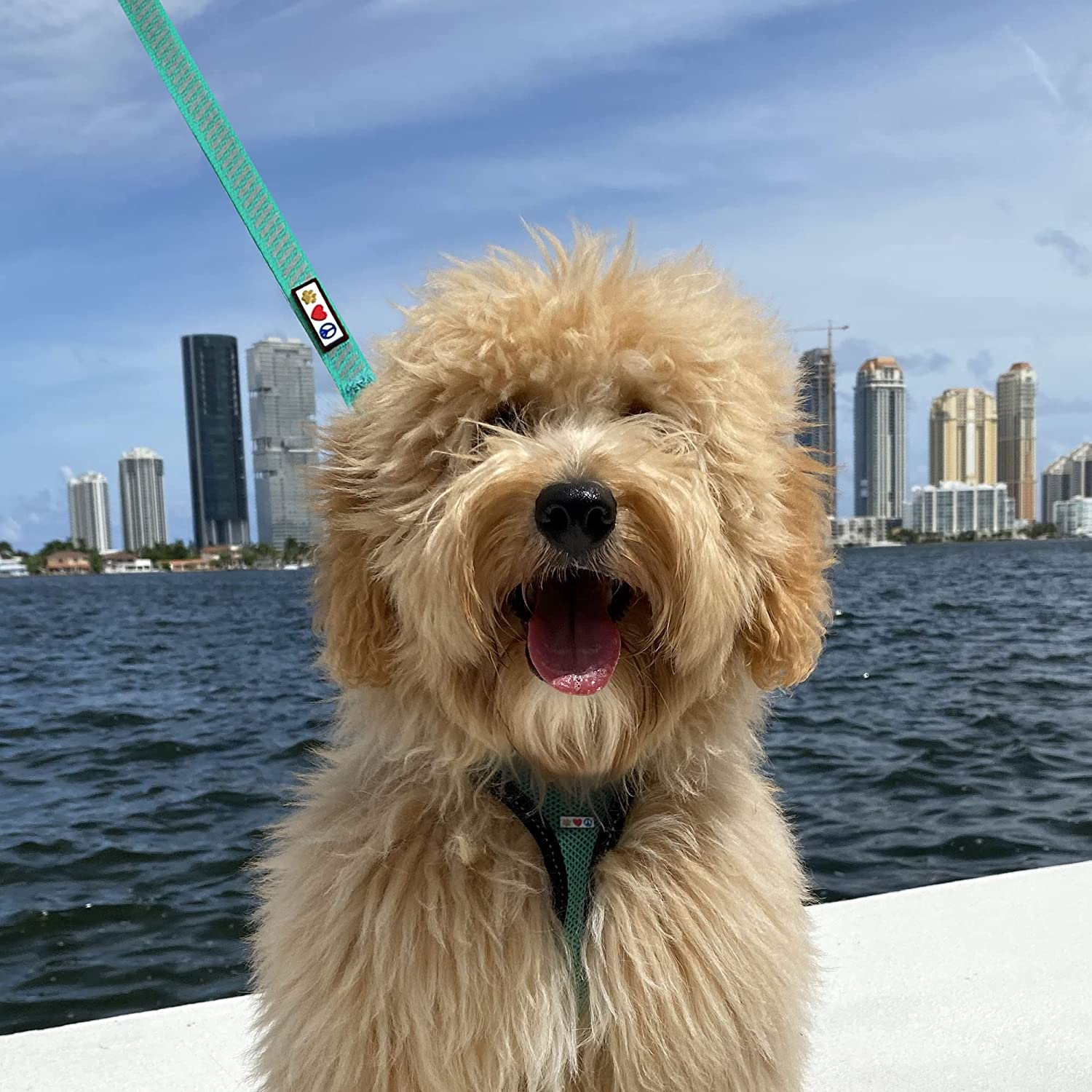 Pawtitas Traffic Puppy Leash Reflective Dog Leash Comfortable Handle Highly Reflective Threads Heavy Duty Dog Training Leash 6 Ft Dog Leash Extra Small Xs/Small S Orange image number 1