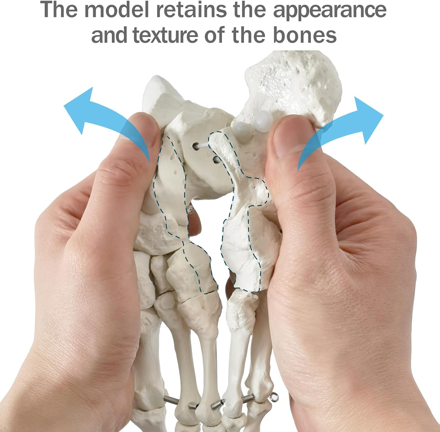 2025 New Design Life Size Medical Human Foot and Ankle Model, Anatomy Foot Skeleton Model W/Tibia Fibula, Right, Fully Articulated, Human Skeleton Model for Medical Study & Science Classroom