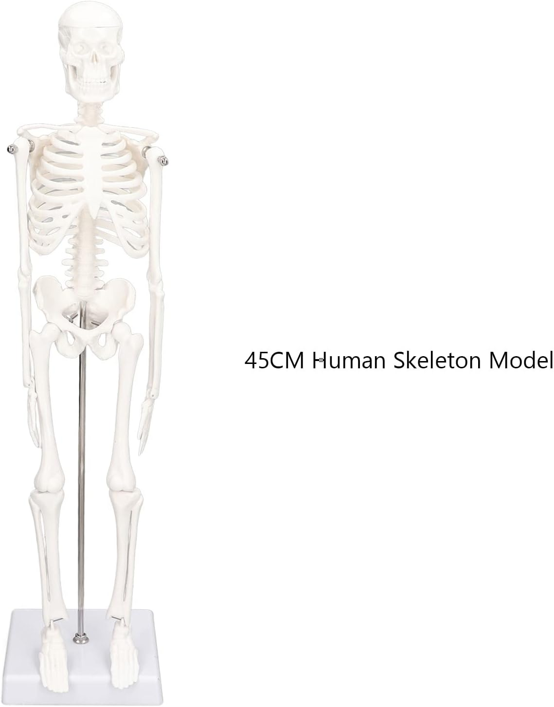 Lifelike Human Skeleton Model, 17.71In Movable Joints Detachable Mini Human Skeleton Model Human Bone Structure with Metal Stand for Halloween Decoration Classroom Artists Science Lab image number 4